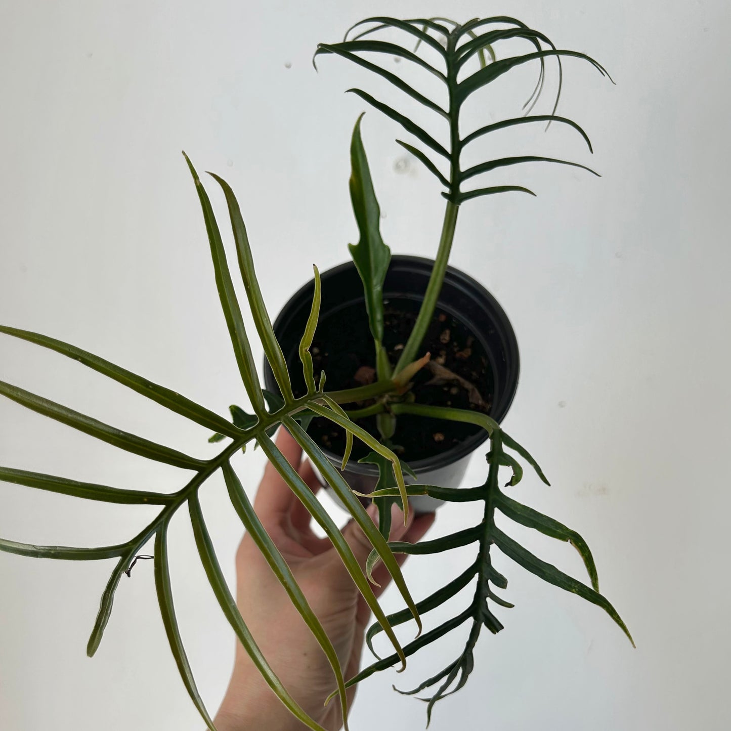 Philodendron Tortum 4”pot