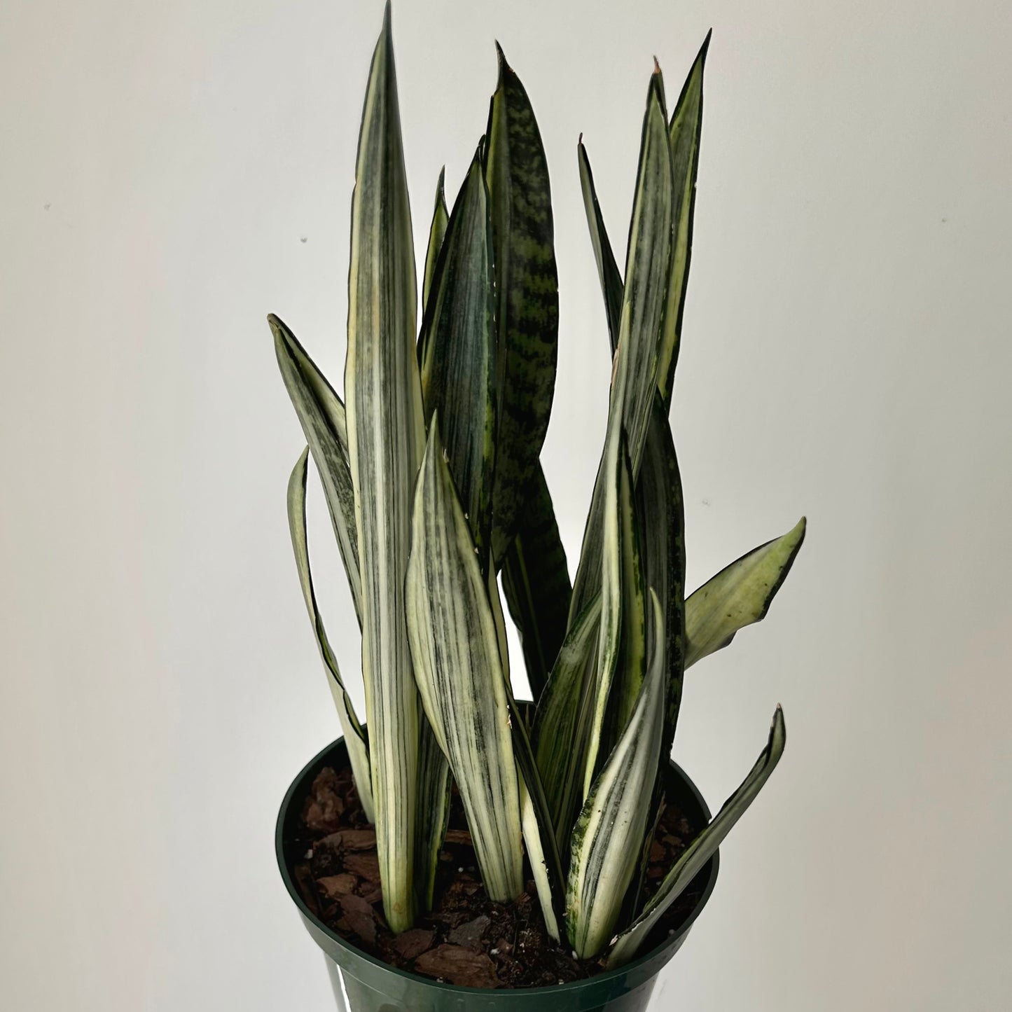 Sansevieria "Bantel's Sensation" 6” pot