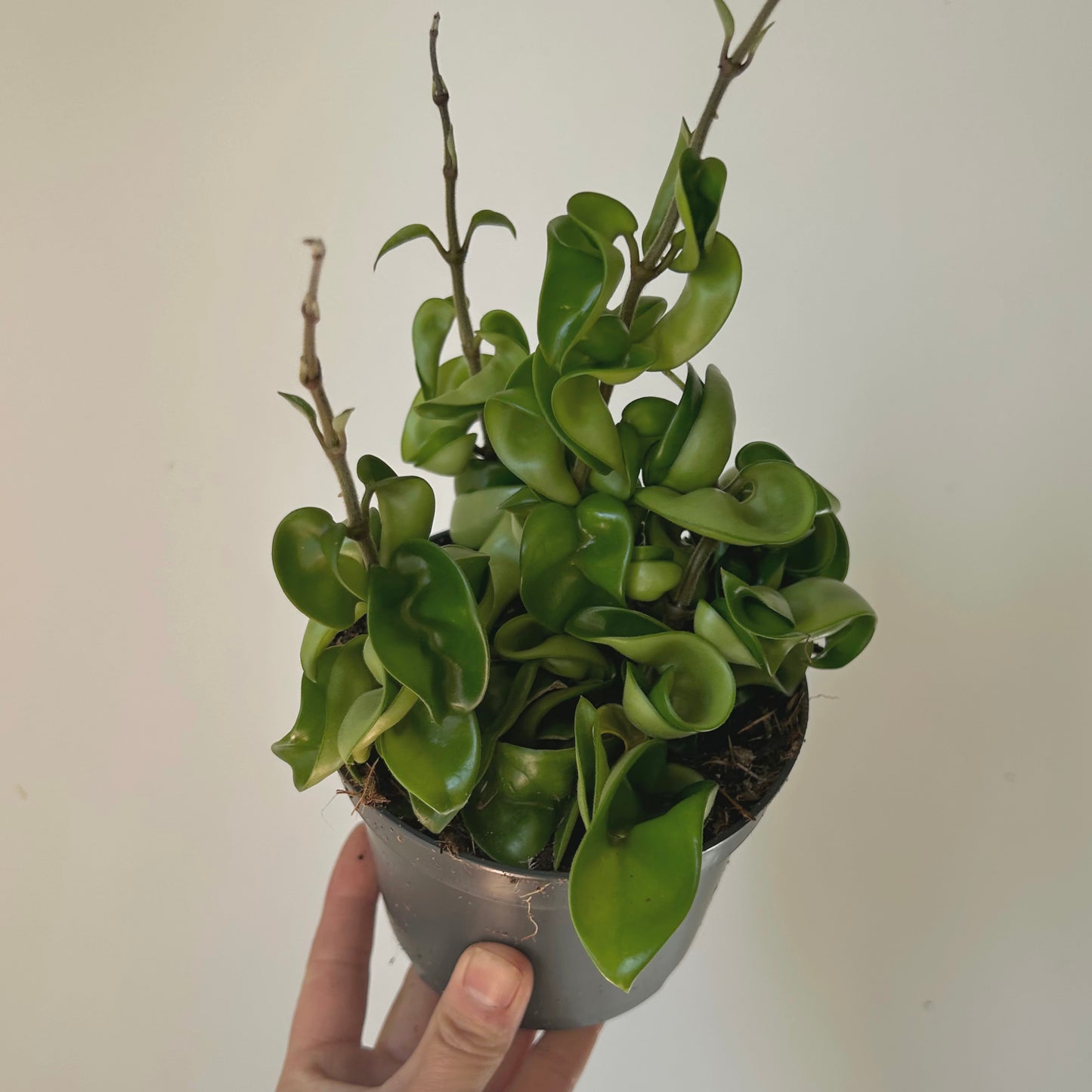 Rope Hoya (Carnosa compacta) 5” pot
