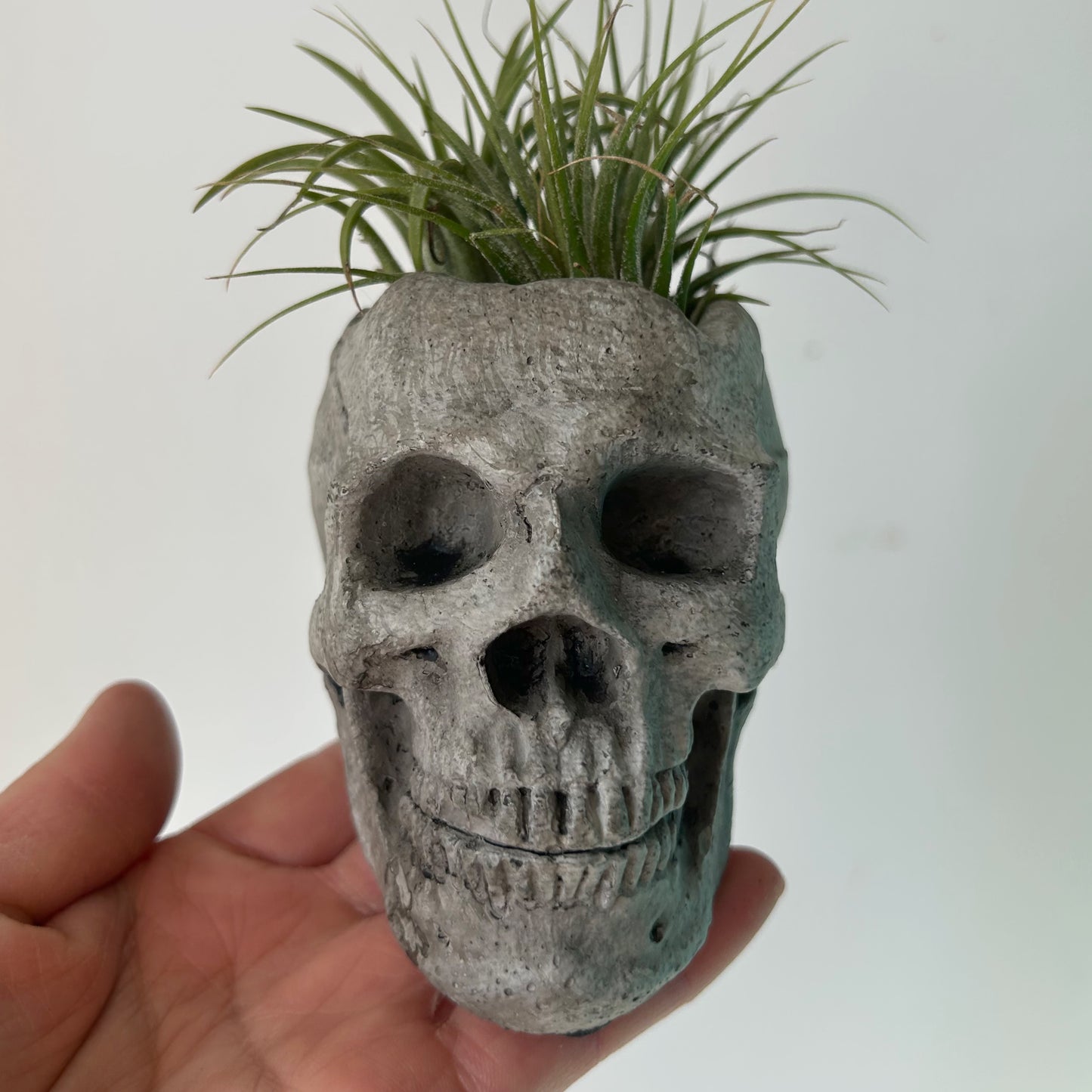 Mini Concrete Skull Planter 2”x3”