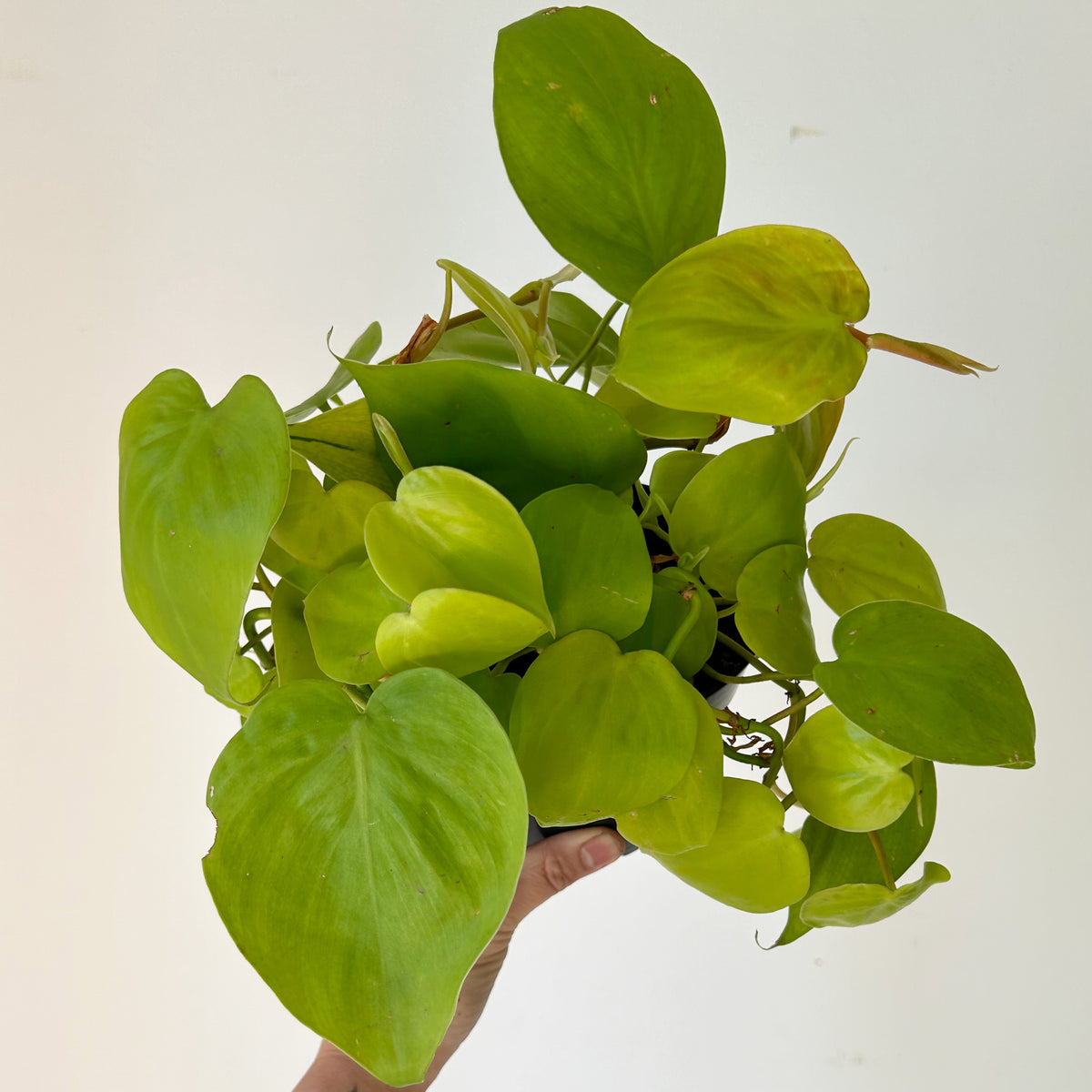 Philodendron “Lemon Lime” 5” pot House of Plants