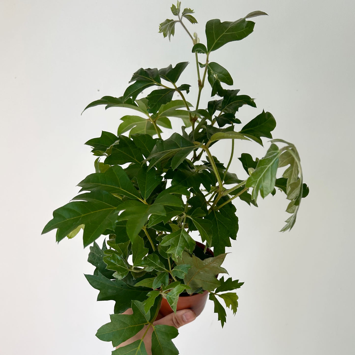 Grape Ivy (Cissus Rhombifolia) 4”pot