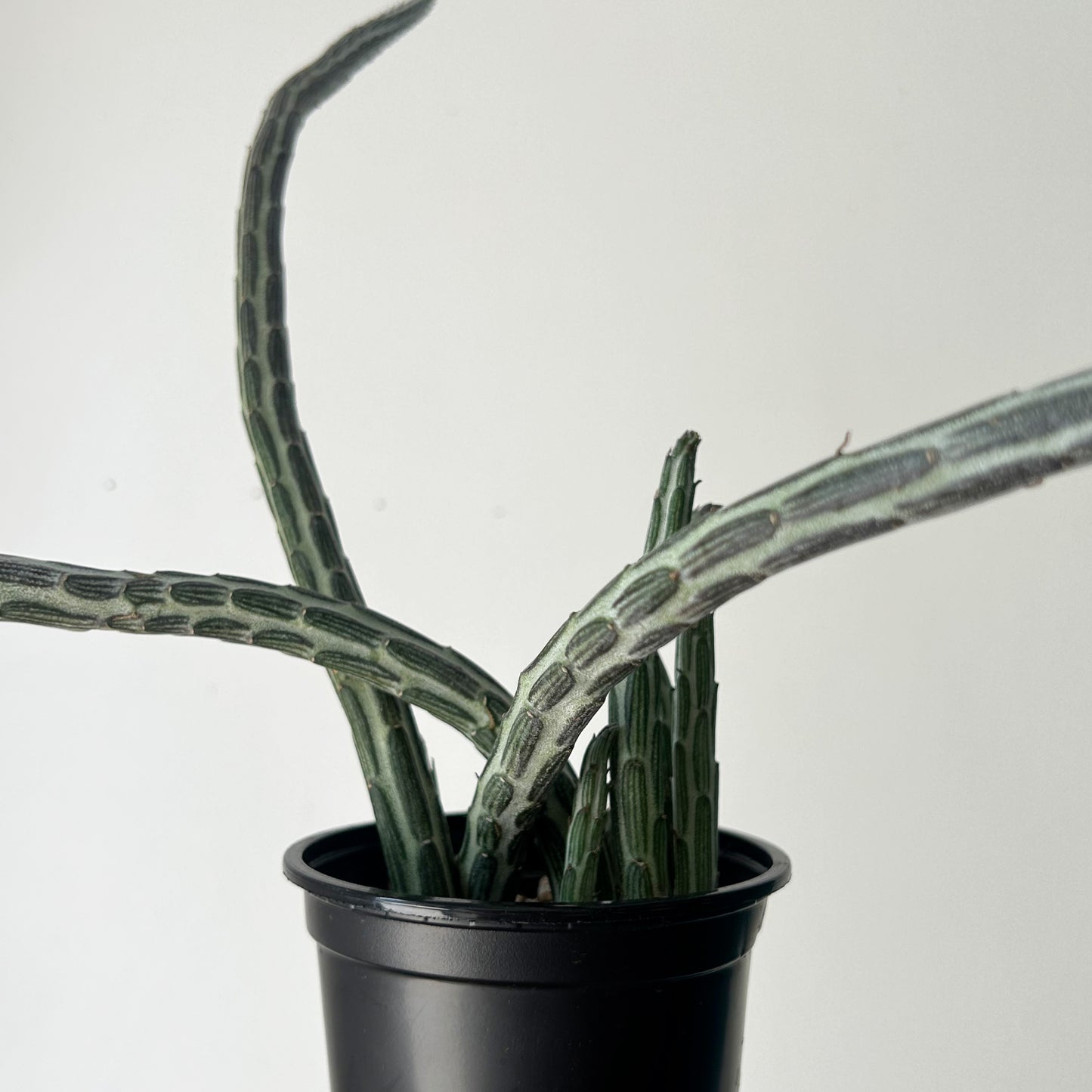 Senecio Stapeliiformis 4” pot