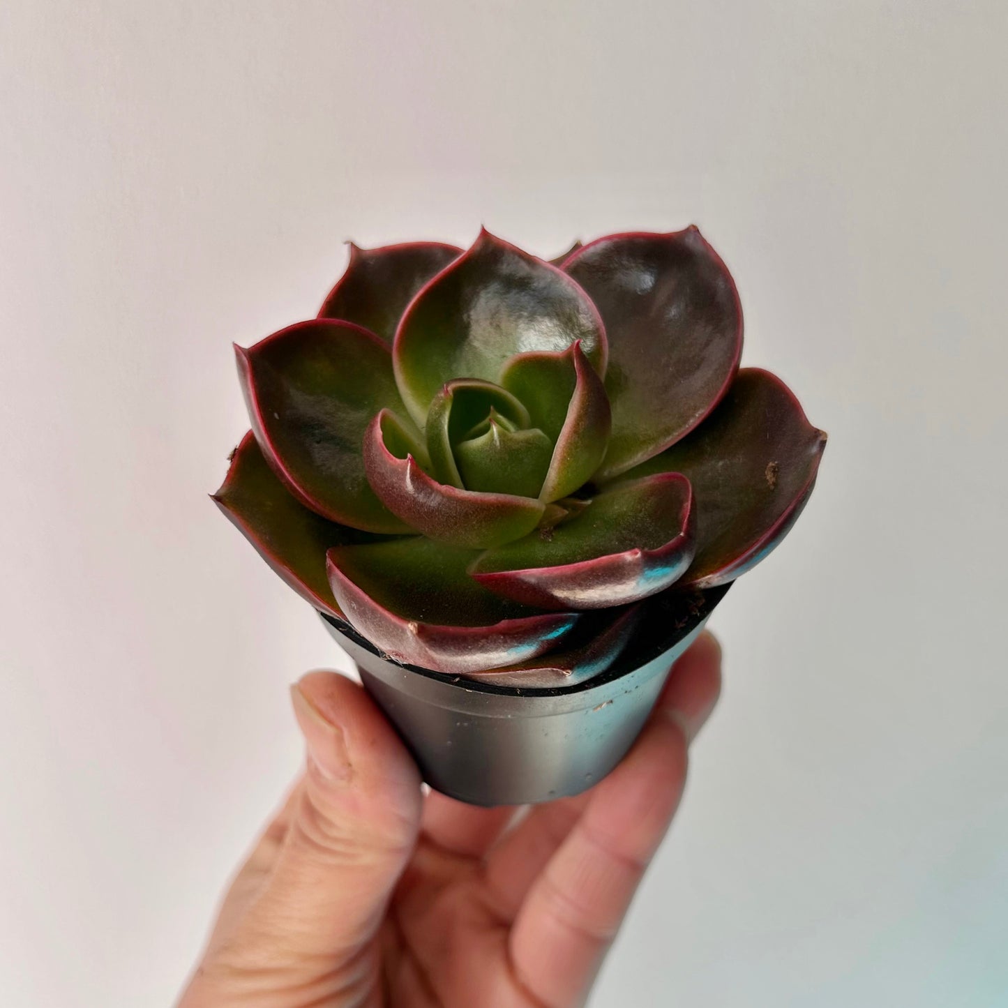 Echeveria Red 2.5" pot