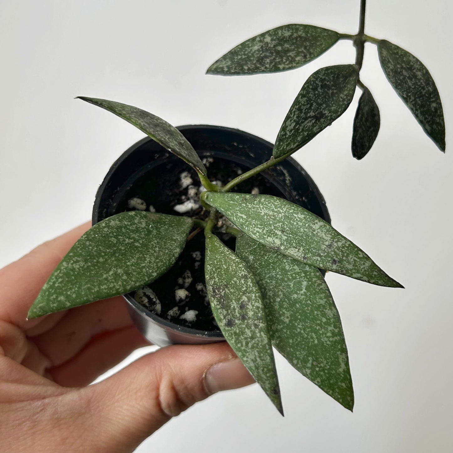 Hoya parviflora splash 2.5” pot