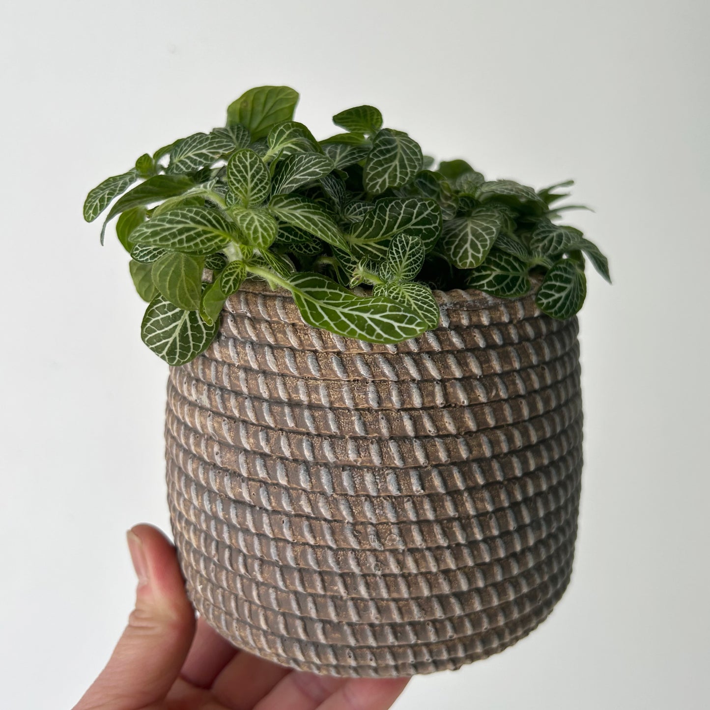LARKIN Decorative cement pot (seagrass textured design) available in two sizes