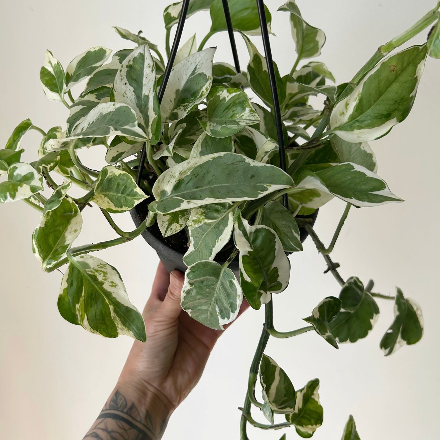 Pothos “Pearl & Jade” 6” hanging basket
