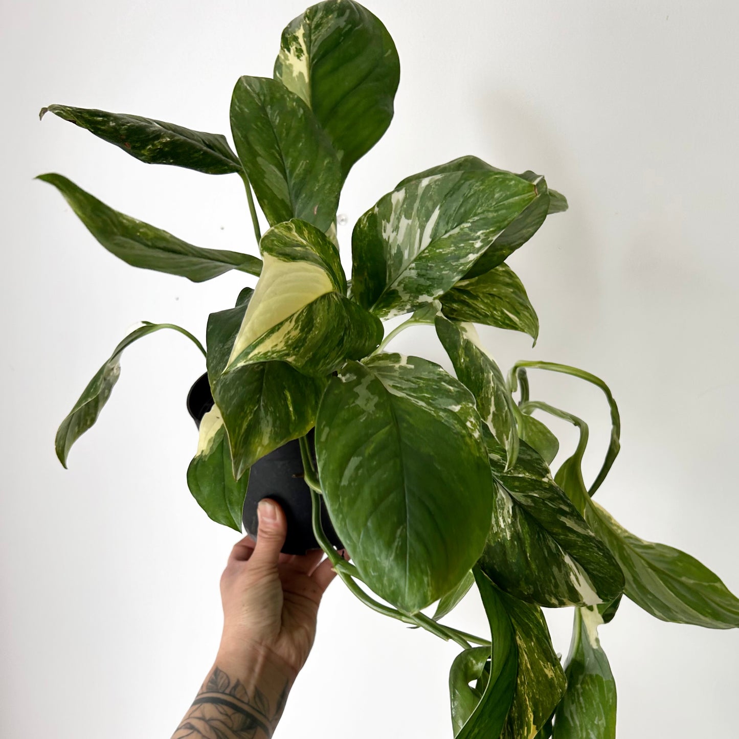 Variegated Monstera lechleriana 6” pot