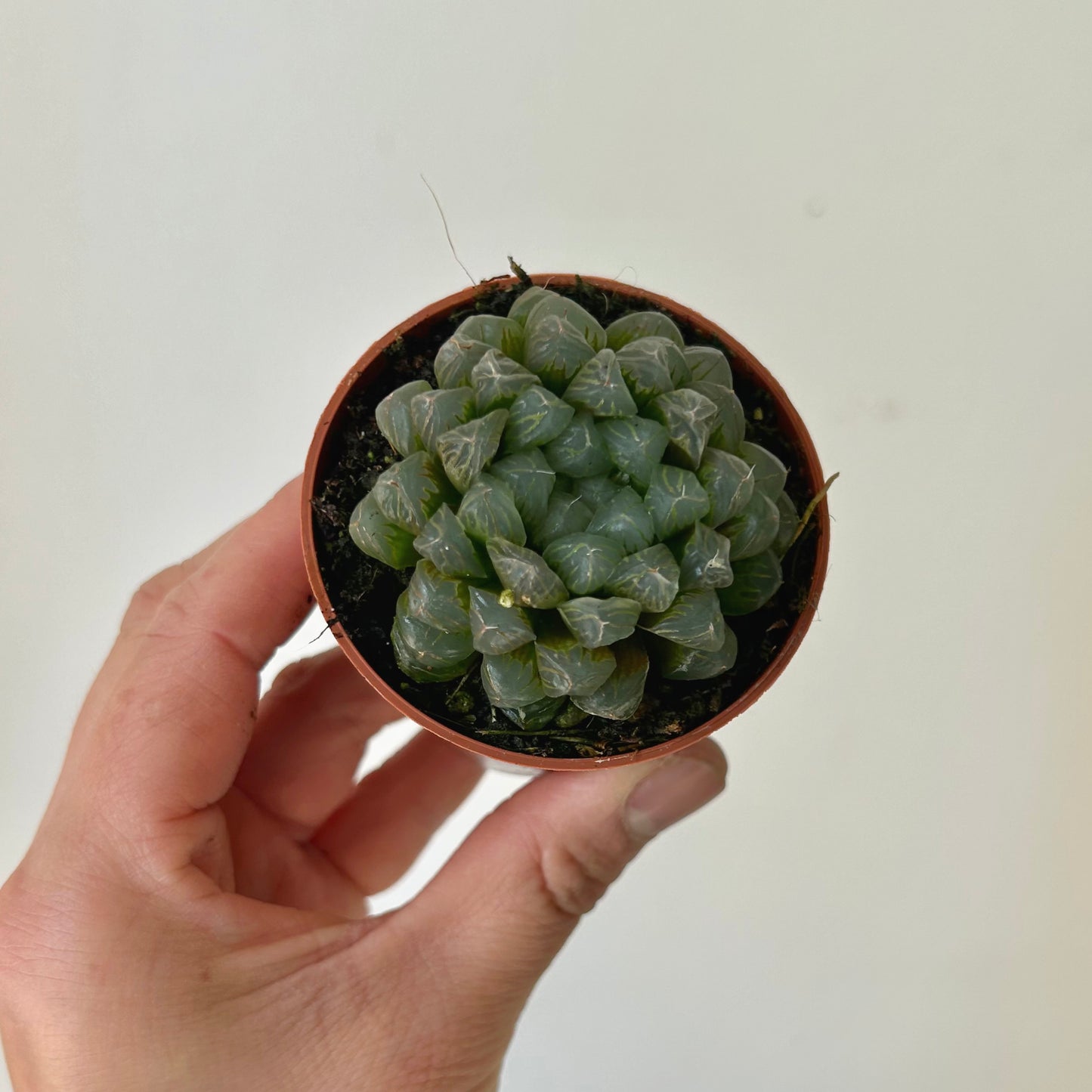 Haworthia cooperi 2.75”pot