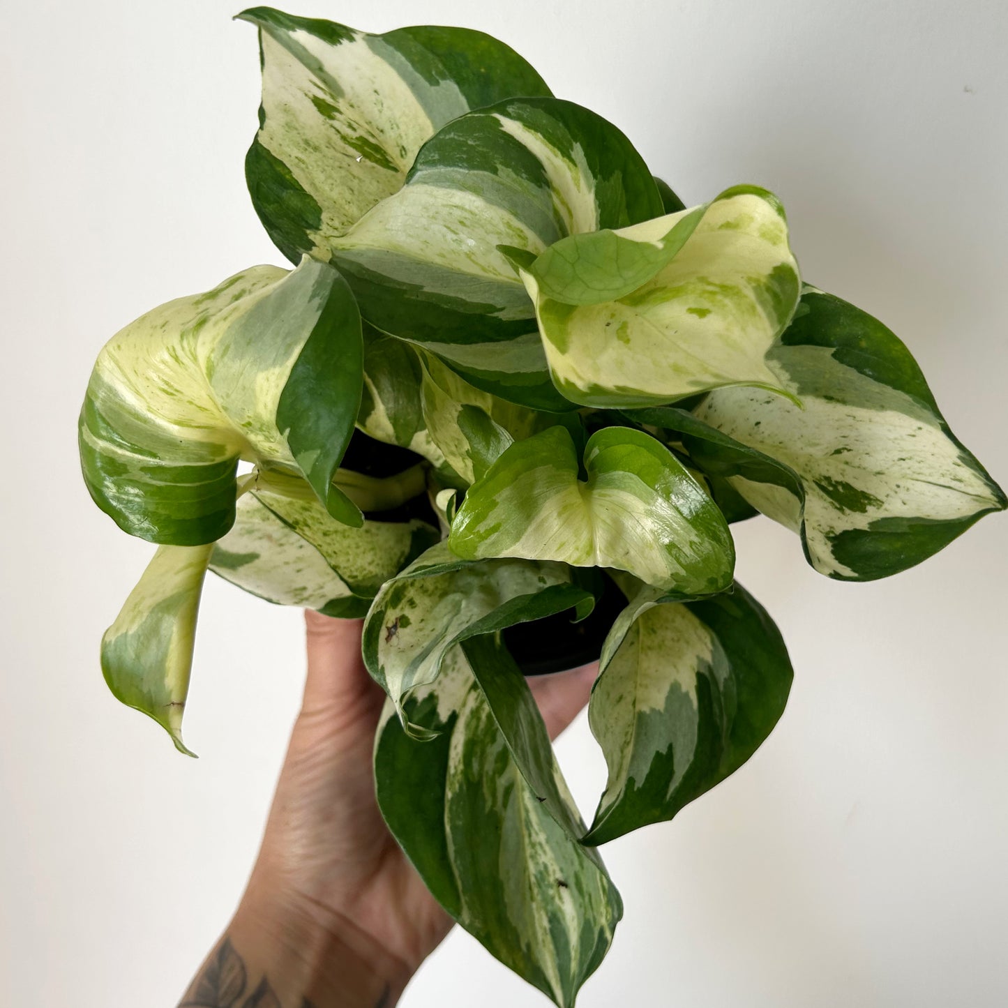 Manjula Pothos 3.5”pot