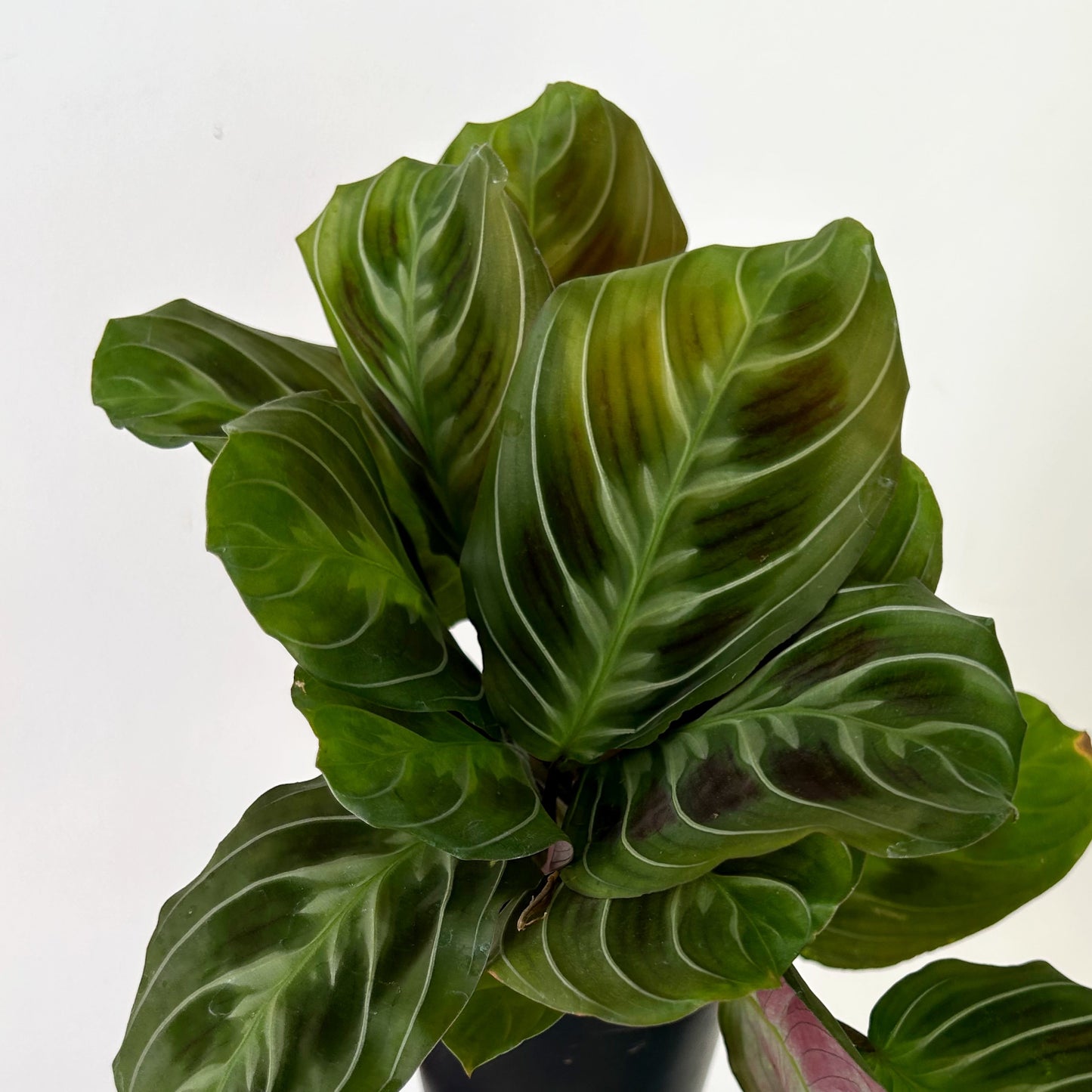 Maranta"Cat’s Moustache” 6” hanging basket
