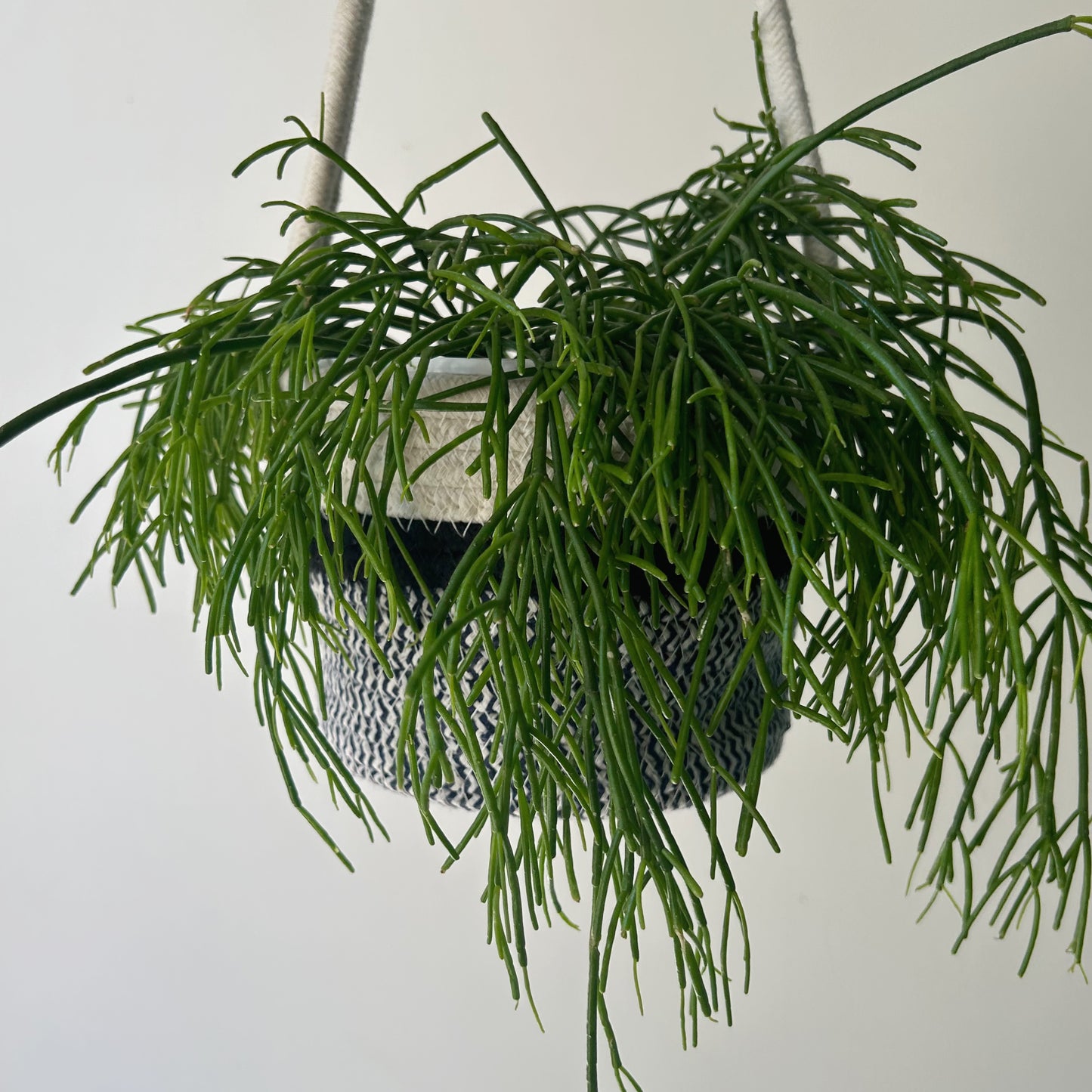 MARILYN two-toned hanging cotton planter (6"X5.25")