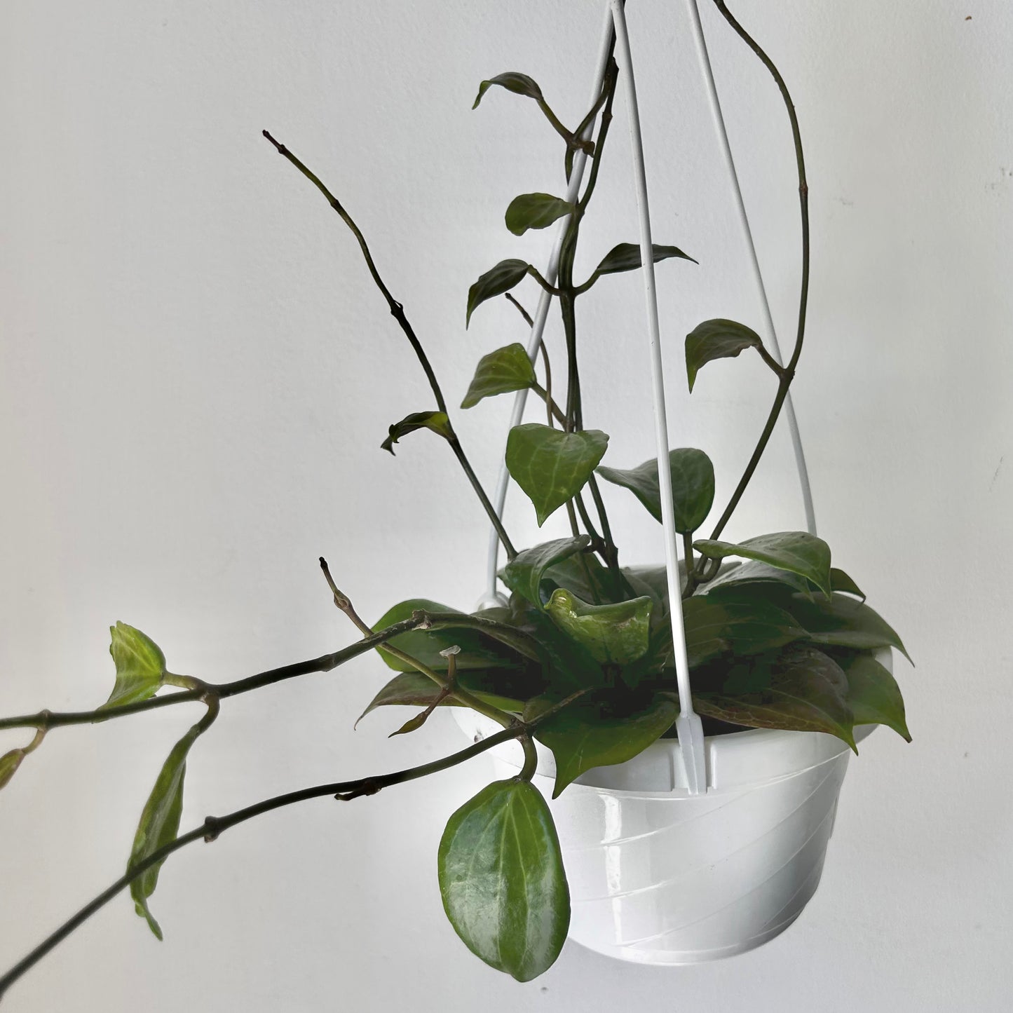 Hoya Qinquenervia 6” hanging basket