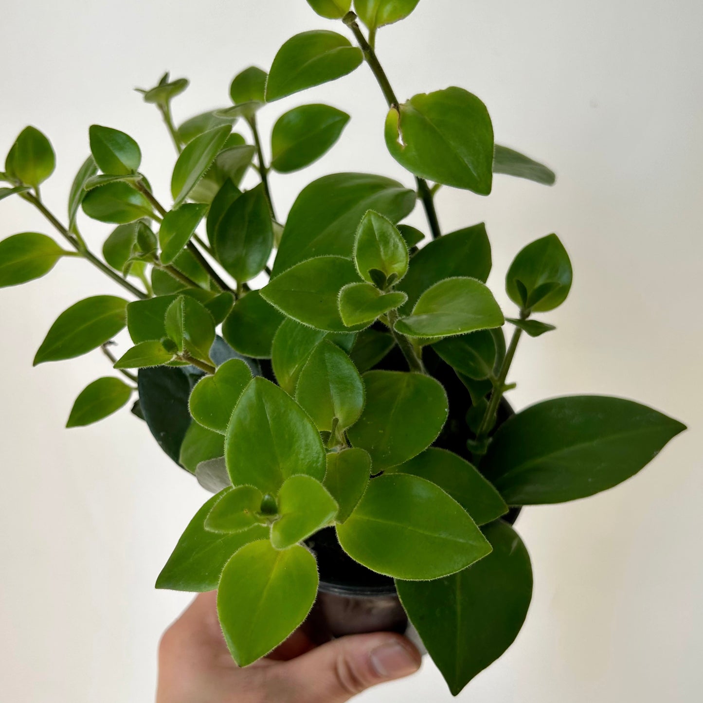 Mona Lisa Lipstick Plant (Aeschynanthus) 4" pot