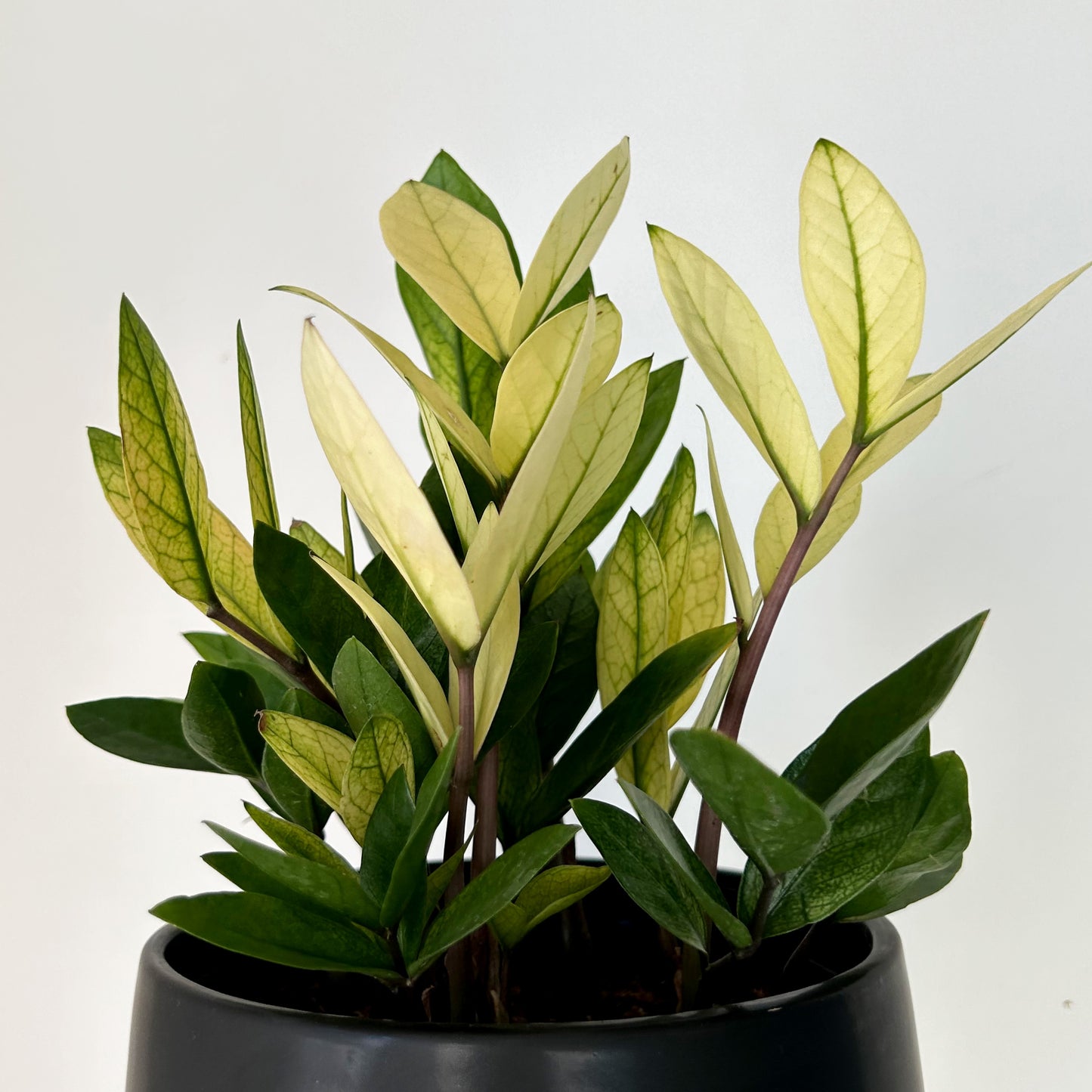 ZZ “Chameleon” 5.25”pot
