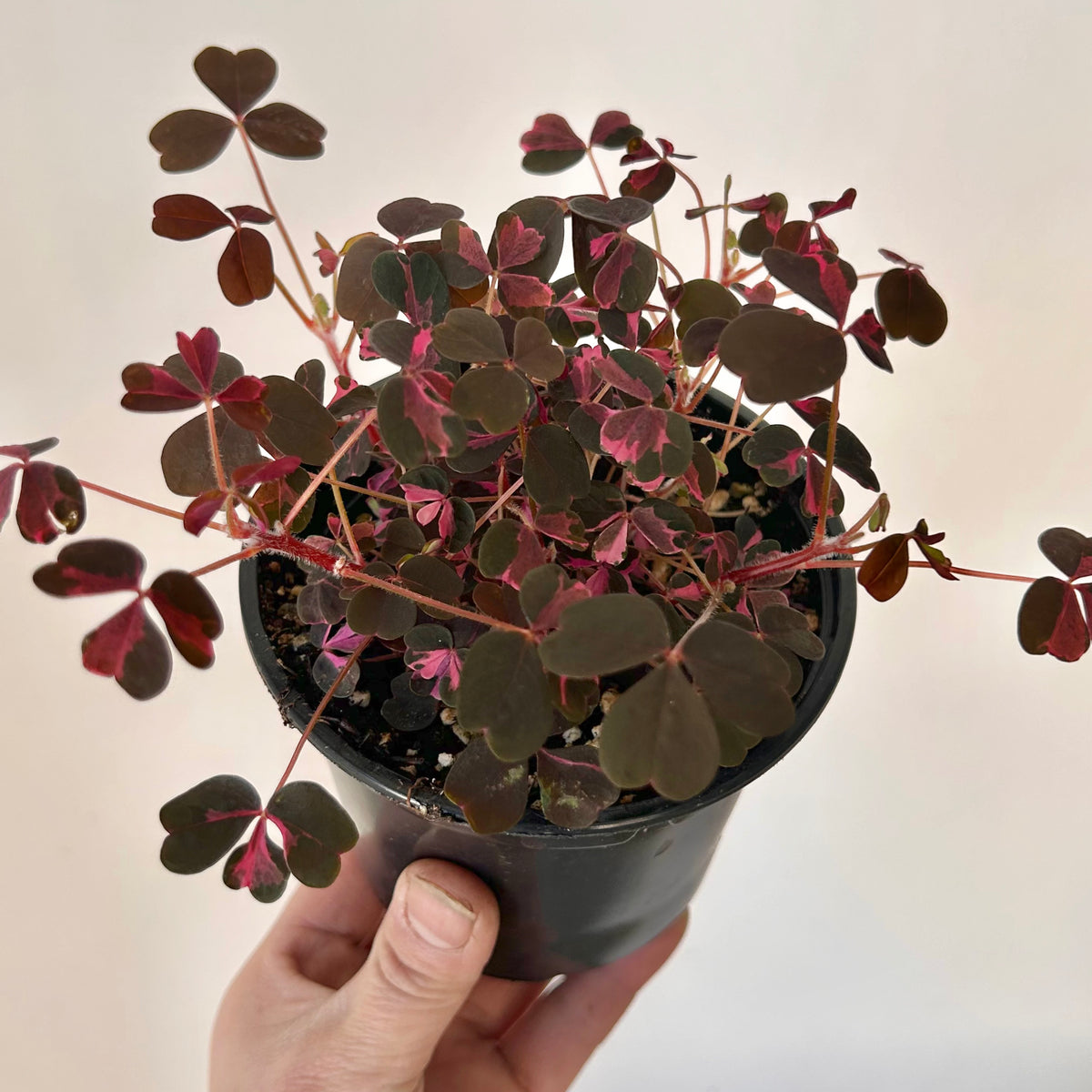 Oxalis vulcanicola “Plum Crazy” 3.5”pot