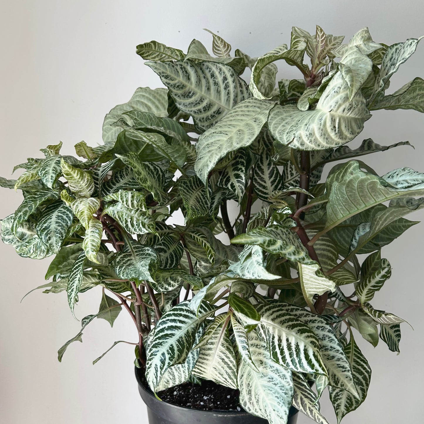 Aphelandra squarrosa “Snowflake” 11” pot