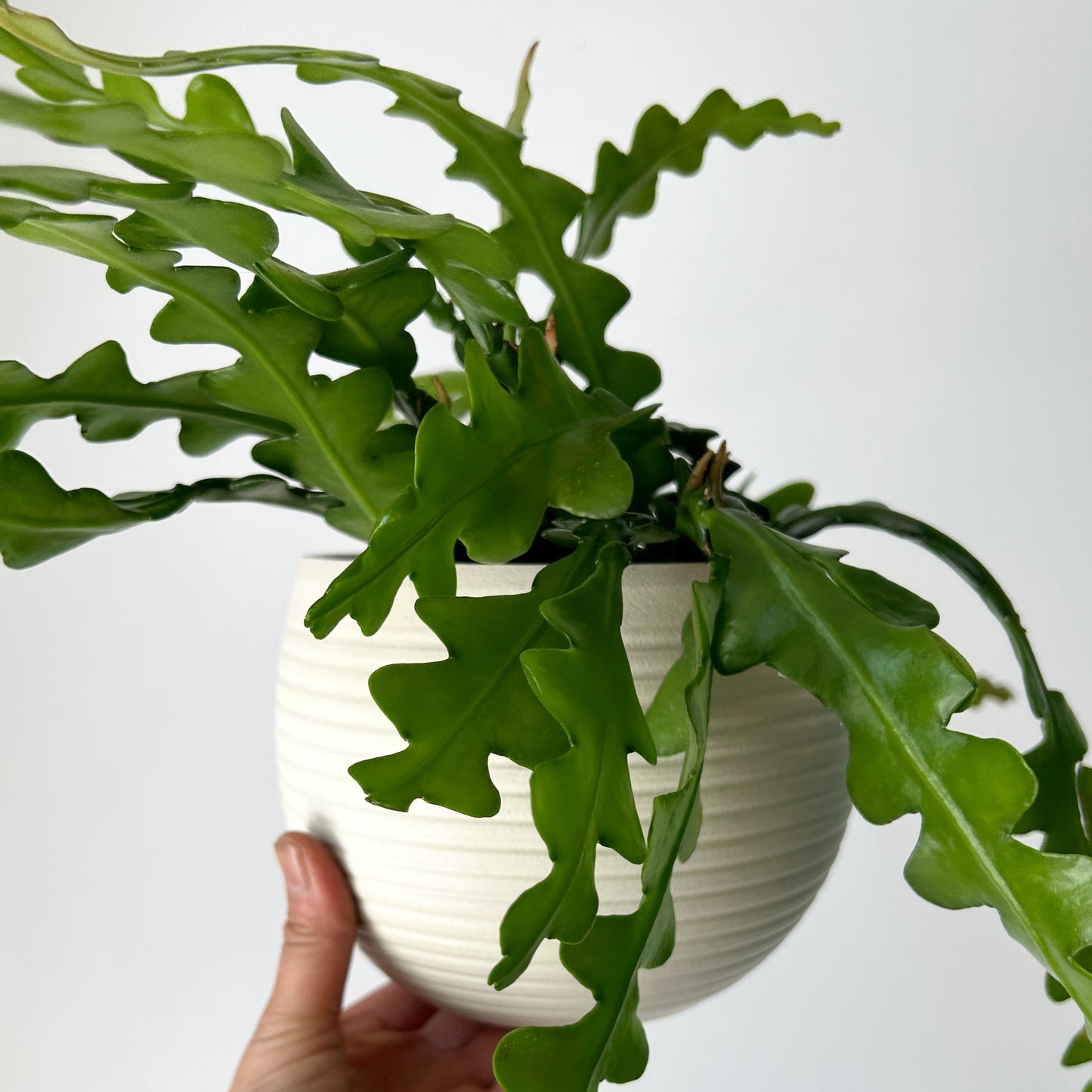 ARDEN Decorative Ceramic Planter Creamy WHITE (5.5”x4.75”)