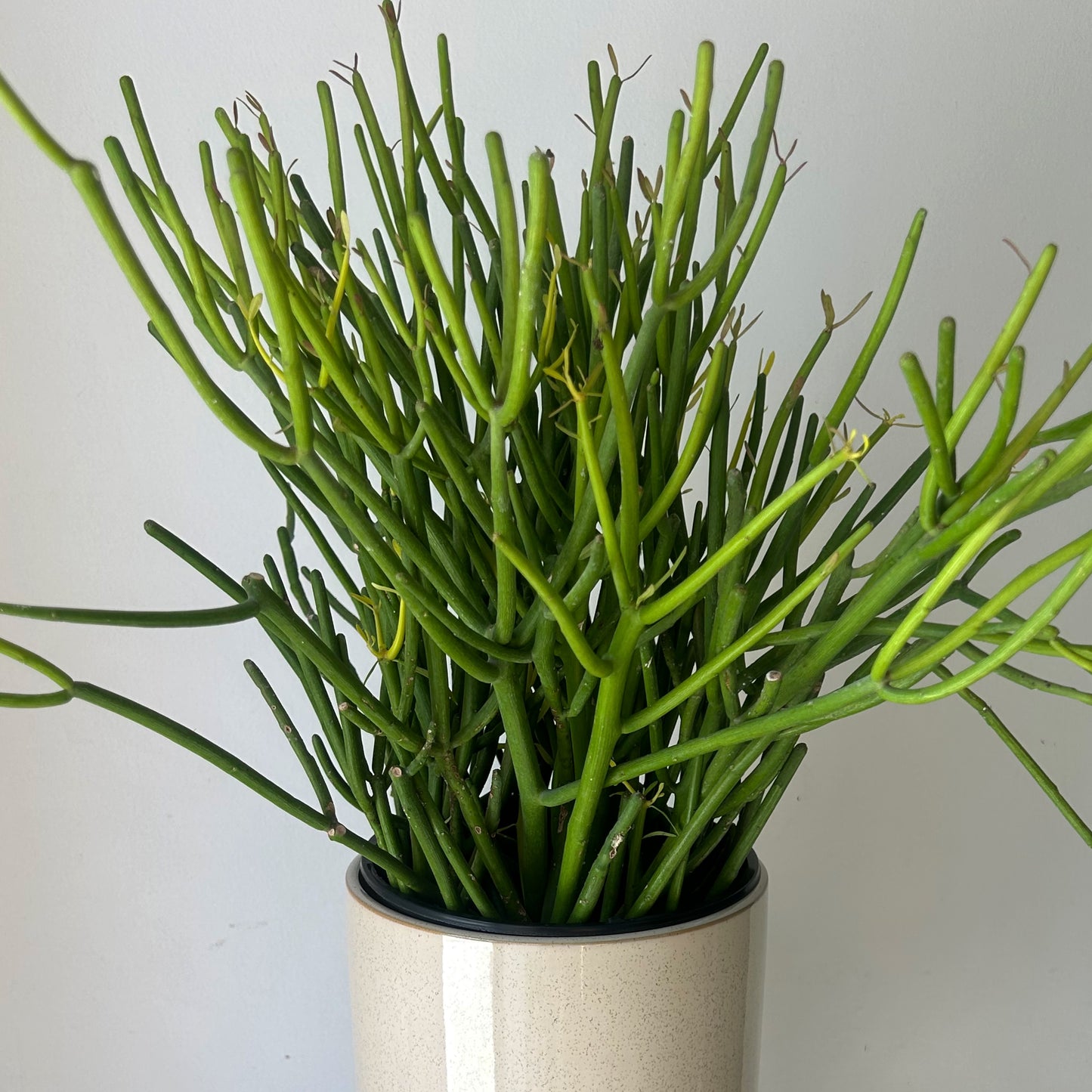 Pencil Cactus “Firesticks” (Euphorbia) 6” pot