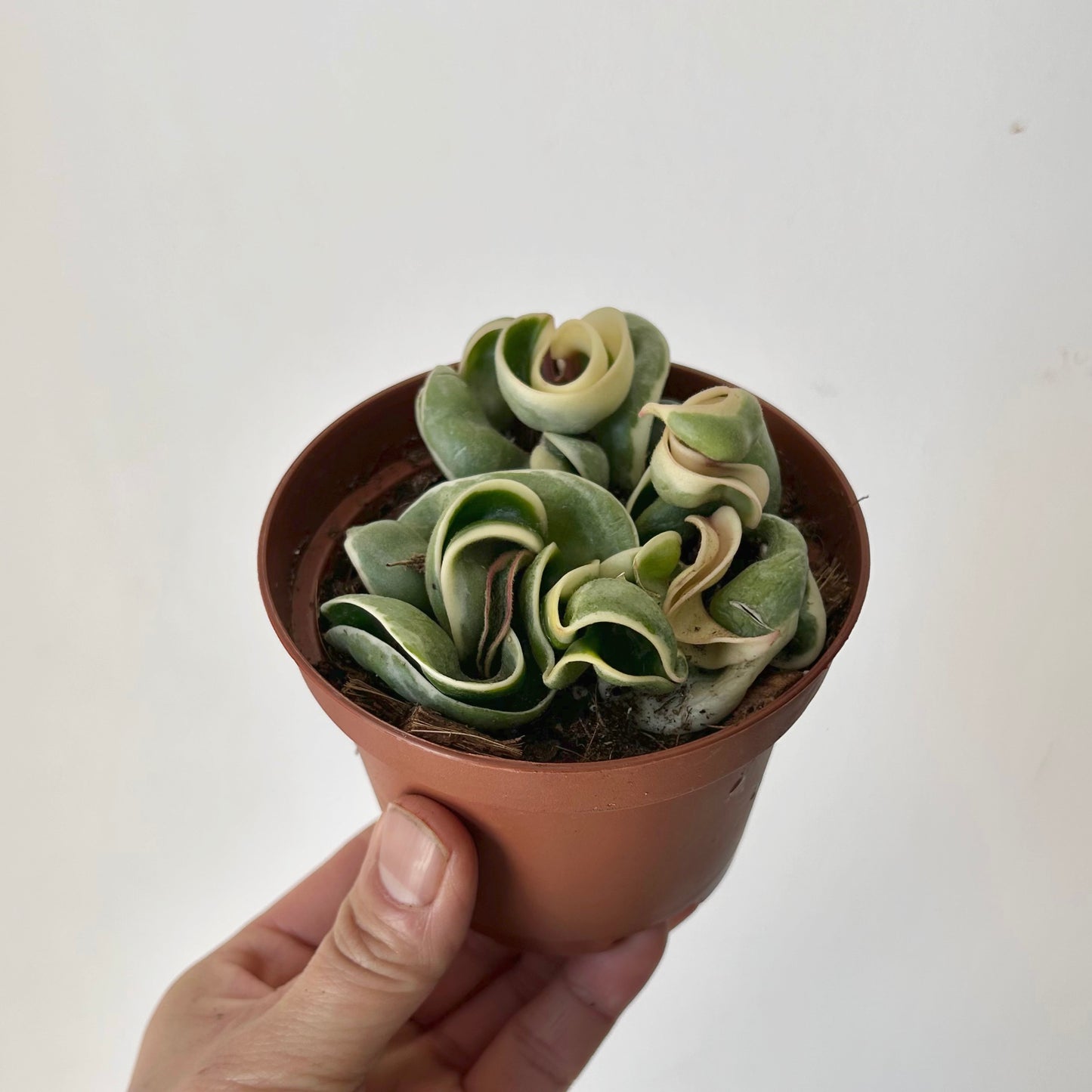 Variegated Rope Hoya (Carnosa compacta) 3.5” pot
