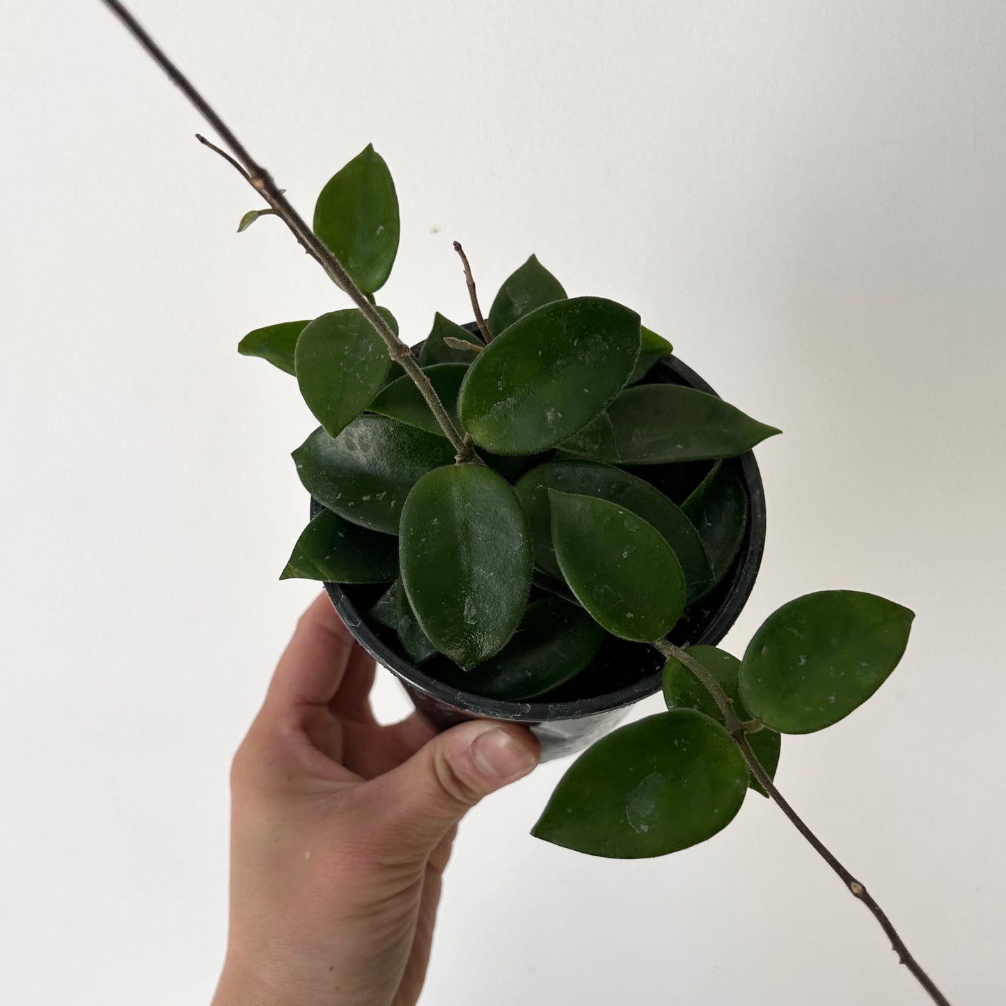 Hoya Chuoke (H.CarnosaXH.serpens) 4”pot