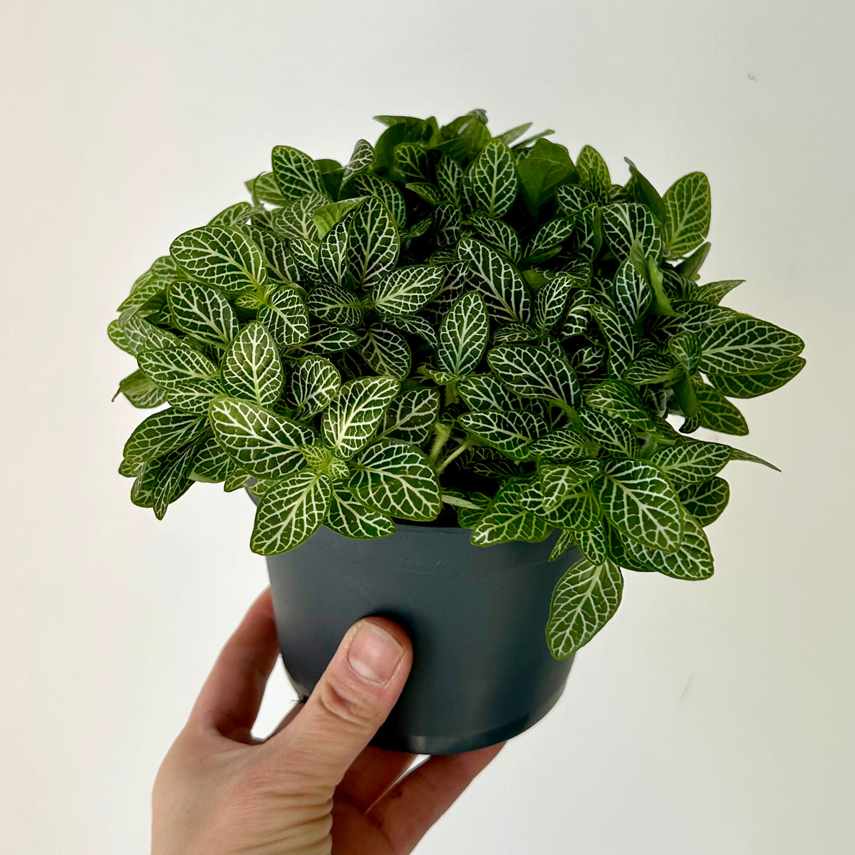 Nerve Plant (Fittonia) 5" Pot House of Plants