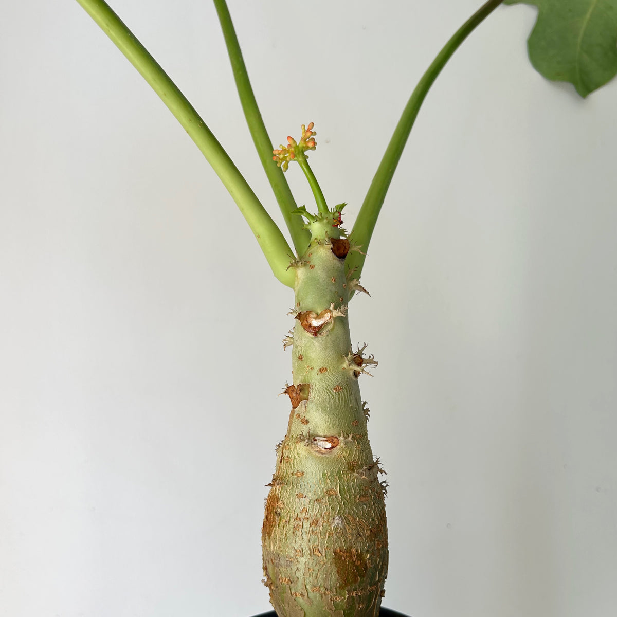 Buddha Belly Plant (Jatropha podagrica) 6” pot