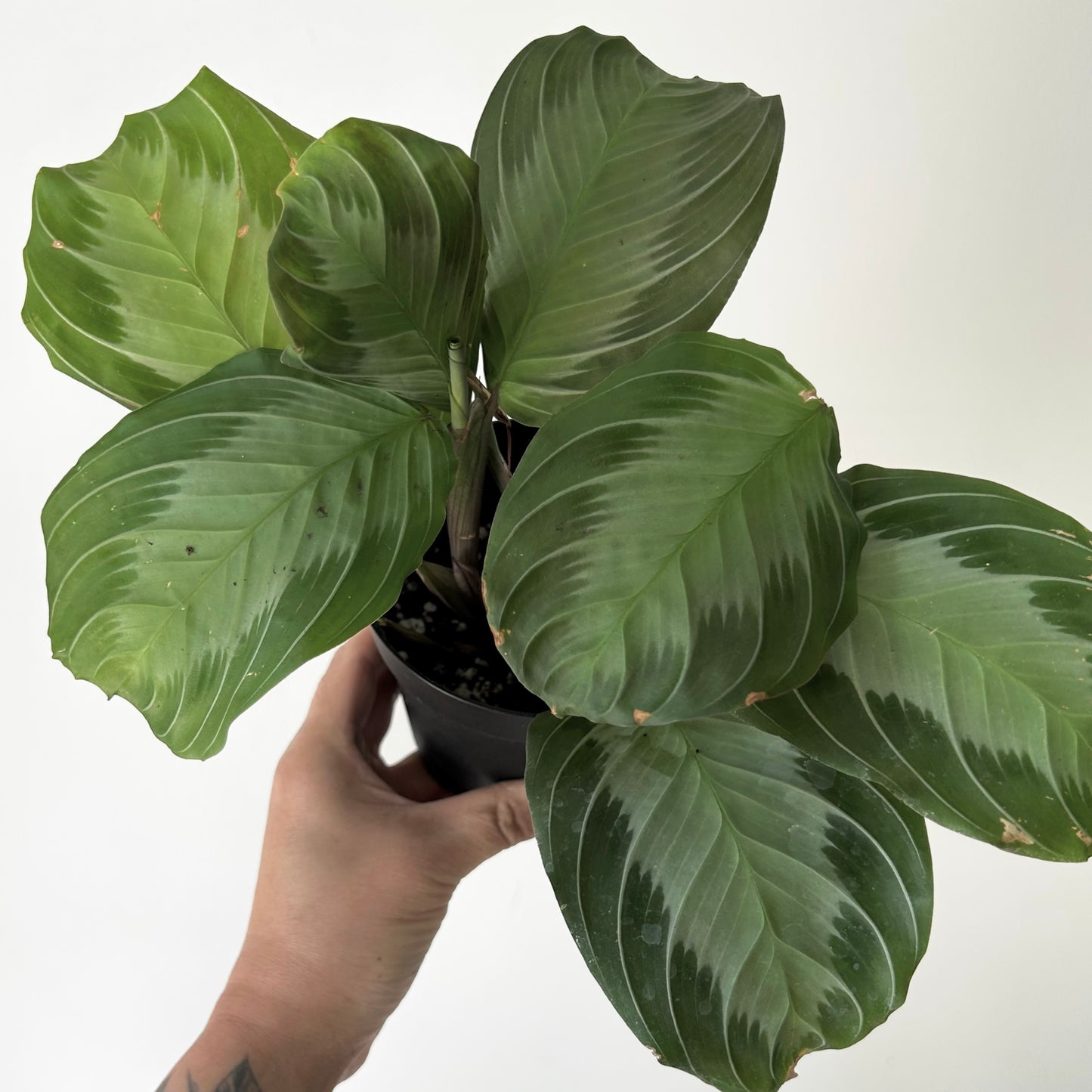 Maranta Leuconeura “Silver Band” 4”pot