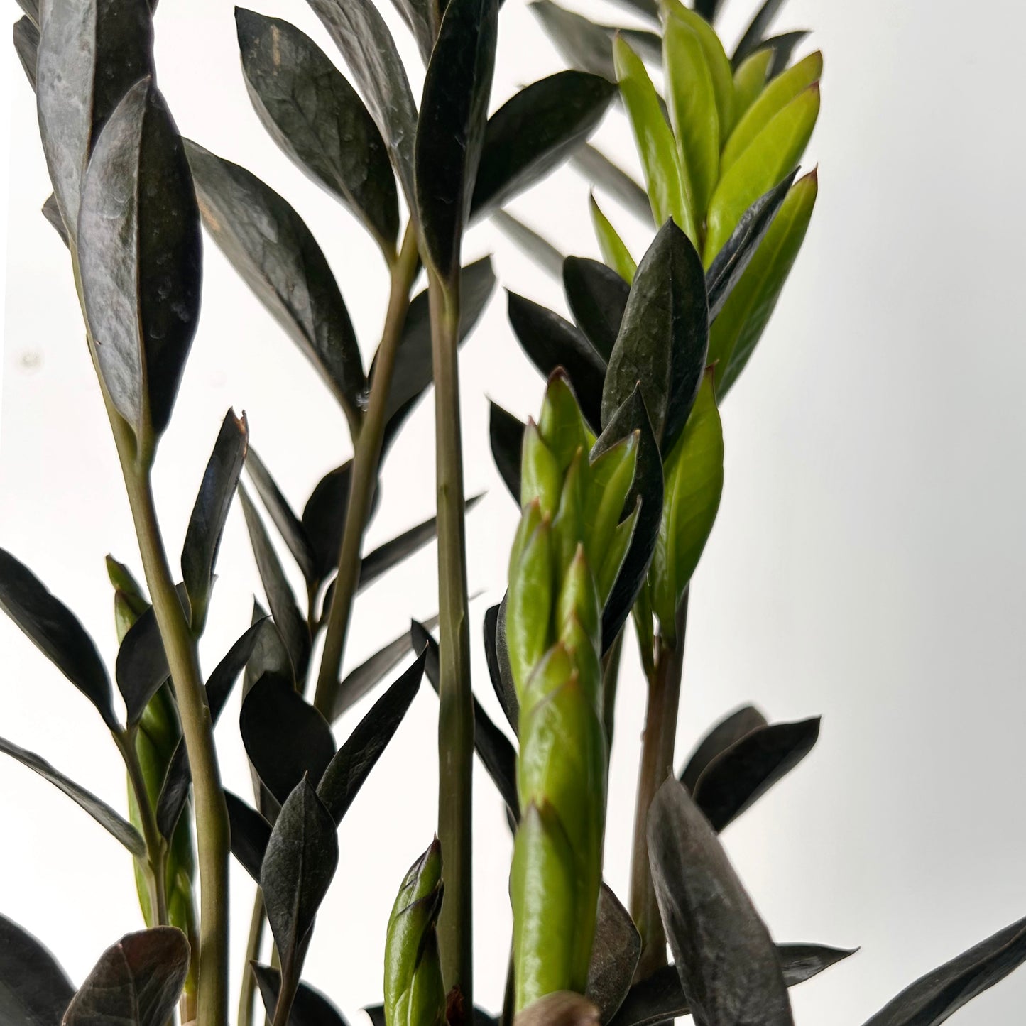 Black ZZ Dowon 4”pot