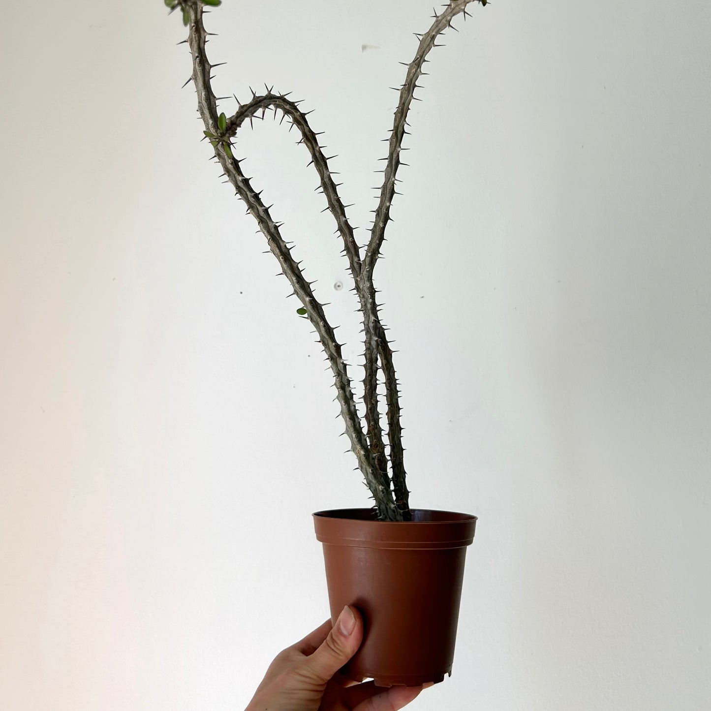 Alluaudia procera 4”pot
