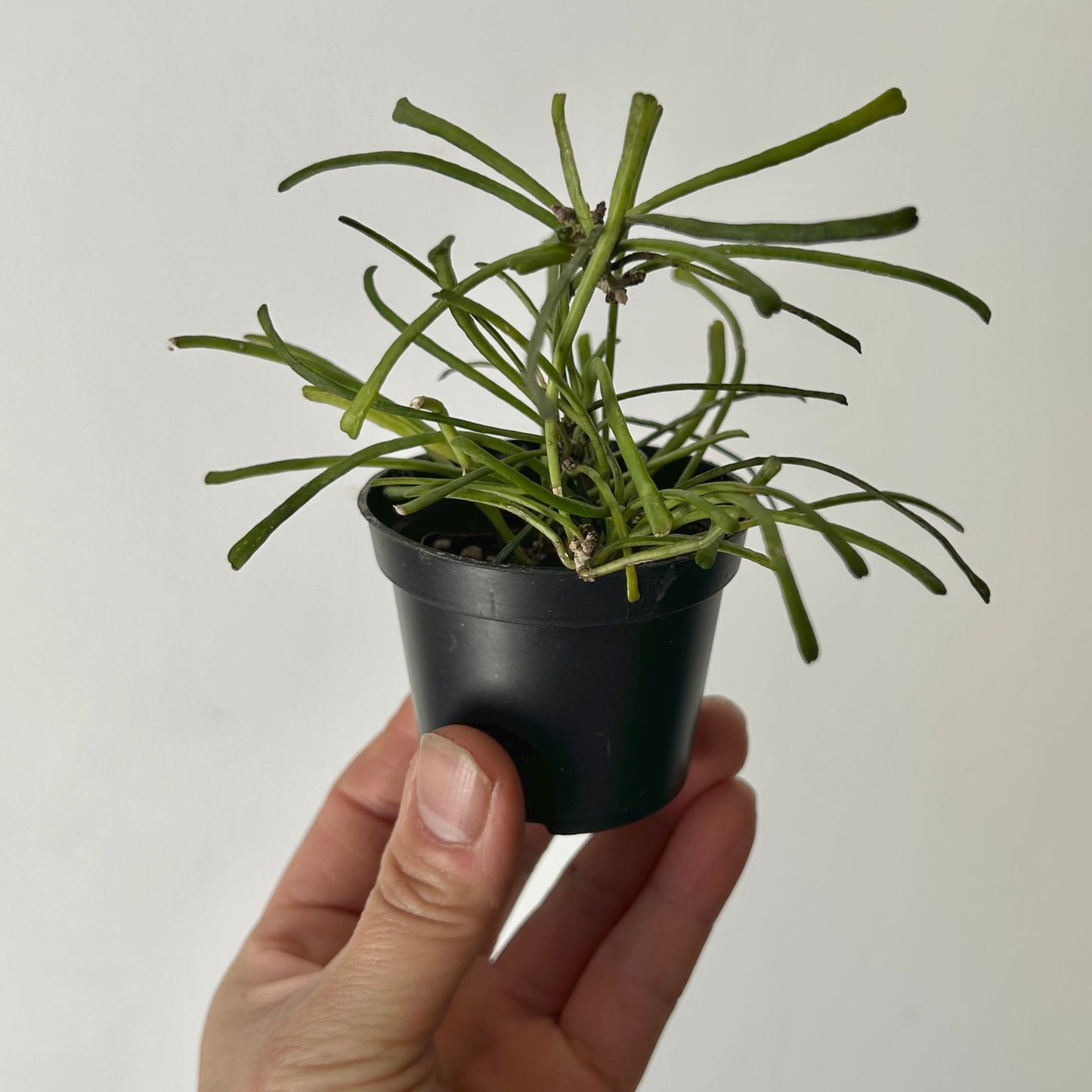 Hoya Retusa 2.5” pot