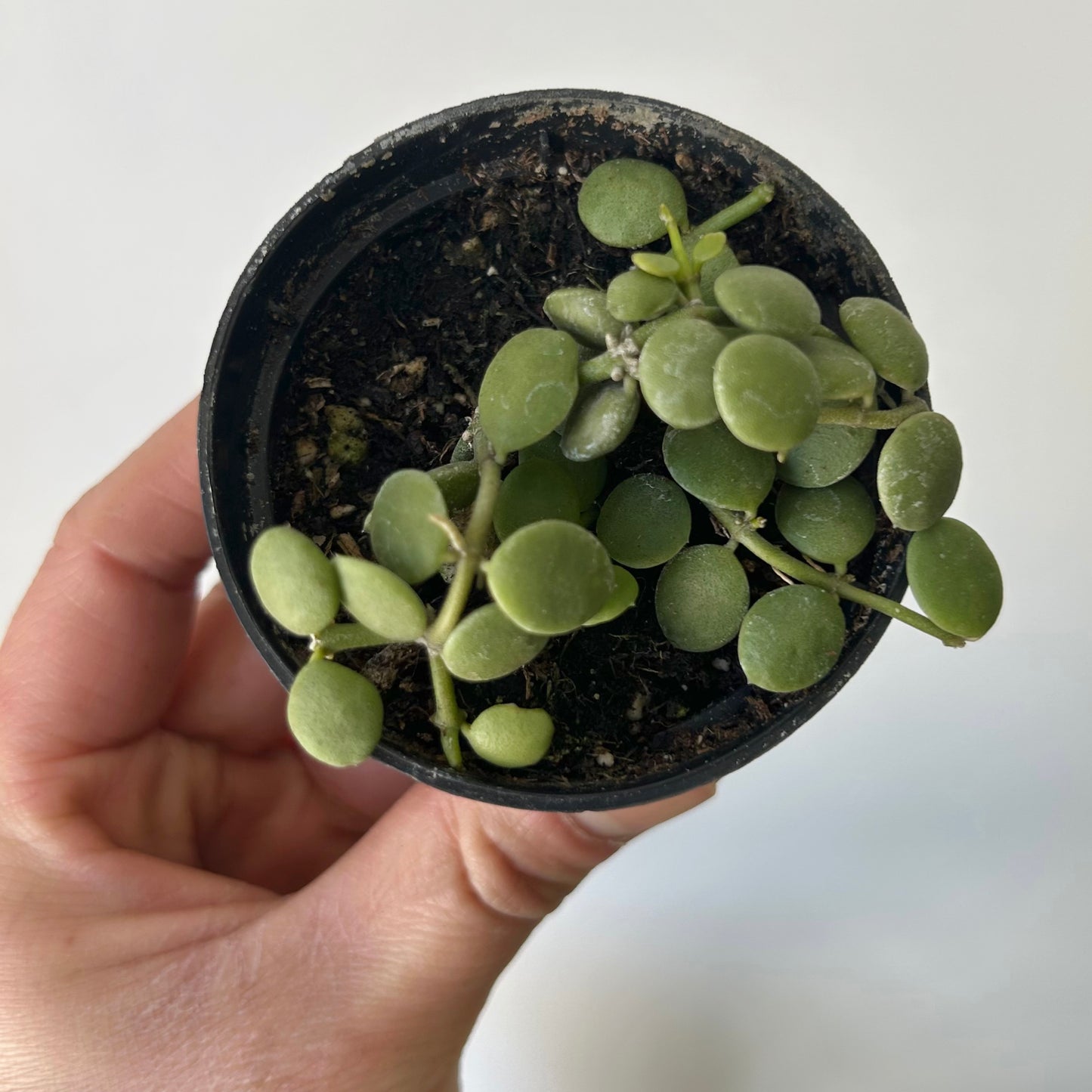 String of Nickles (Dischidia nummularia) 2.5” pot