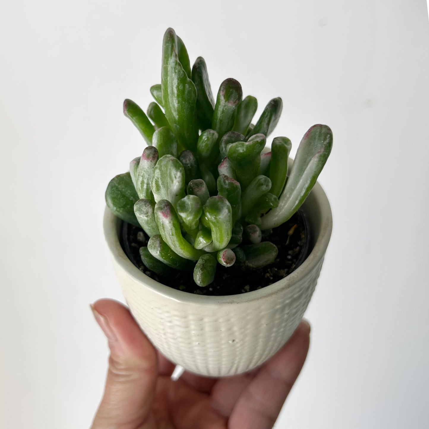 Variegated Gollum Jade (Crassula ovata 'Gollum' f. variegata) 2.5” pot
