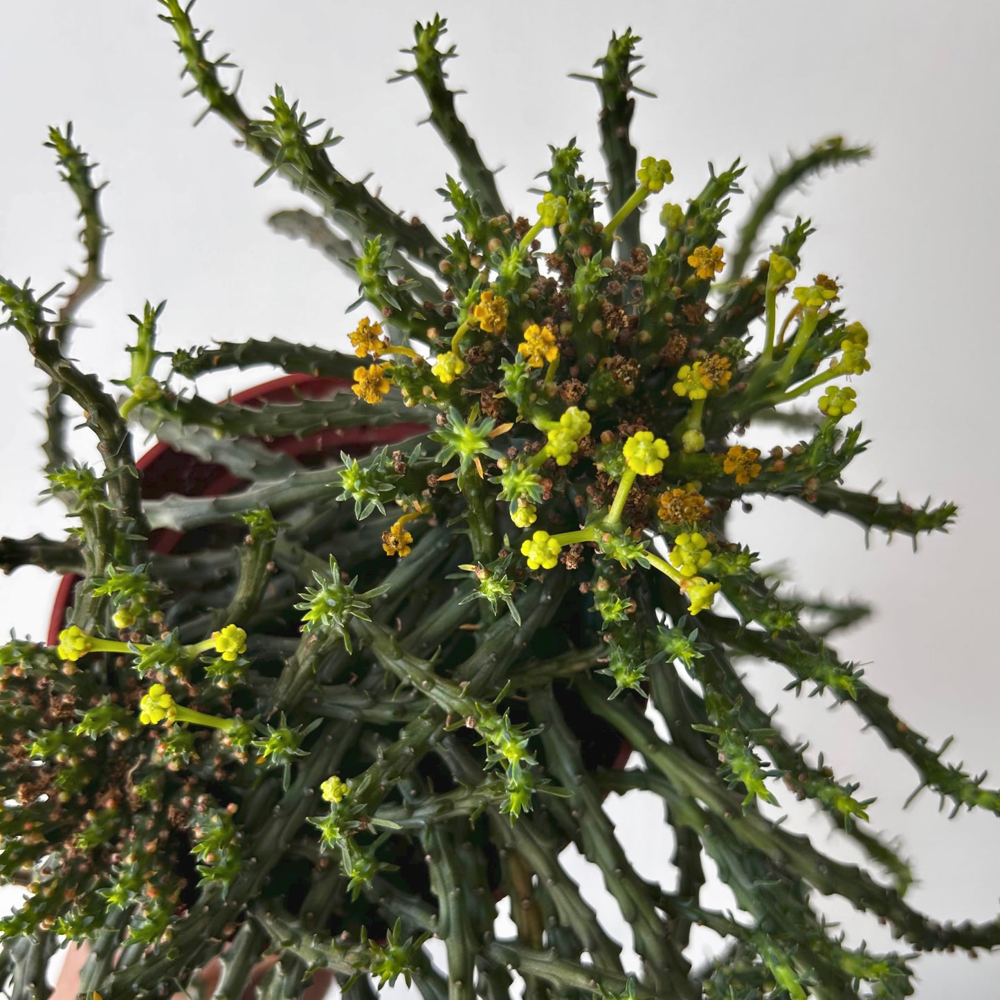 Euphorbia “Medusa’s Head” (Flanaganii) 4” pot