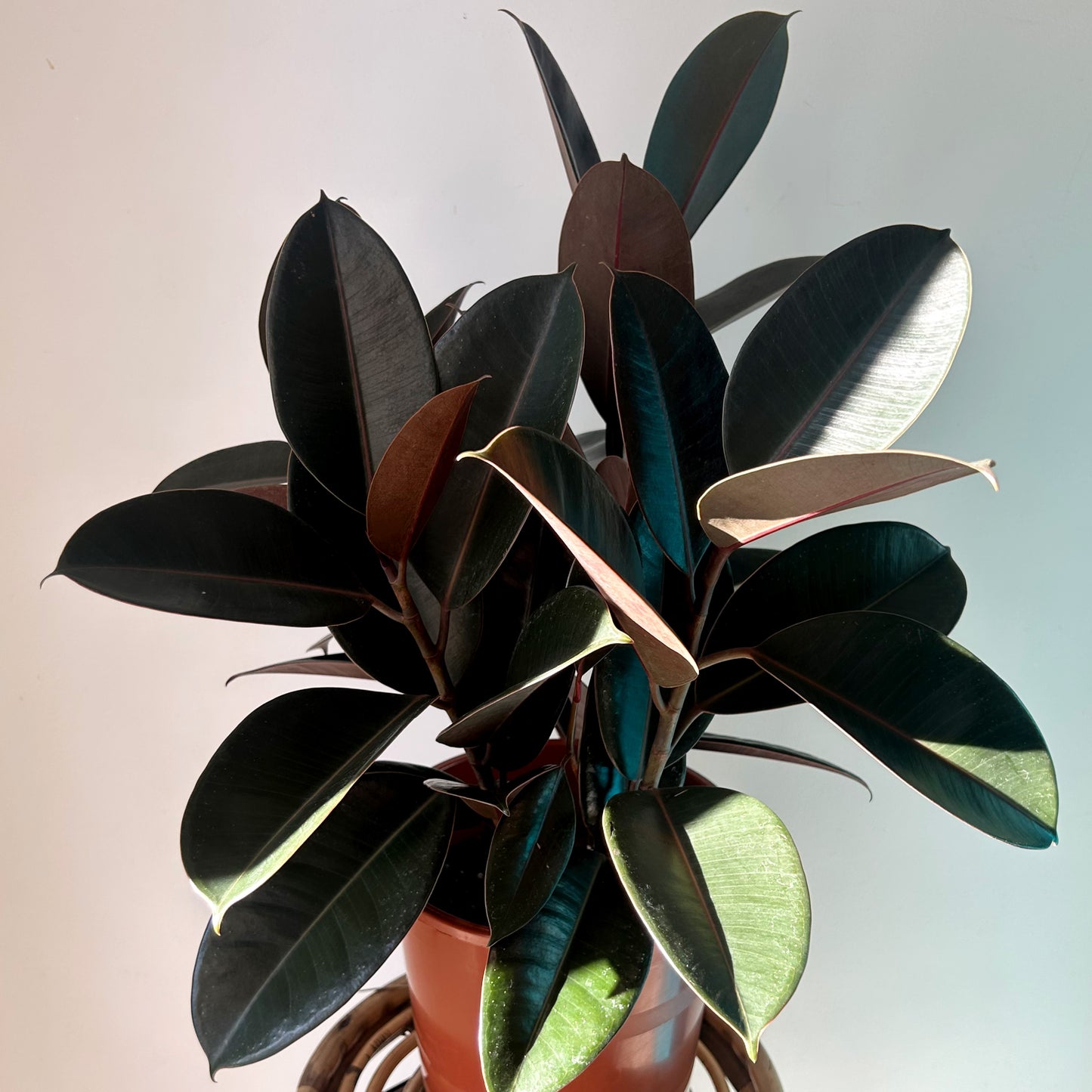 Burgundy Rubber Fig (Ficus Elastica) approximately 3.5ft tall in 10”pot