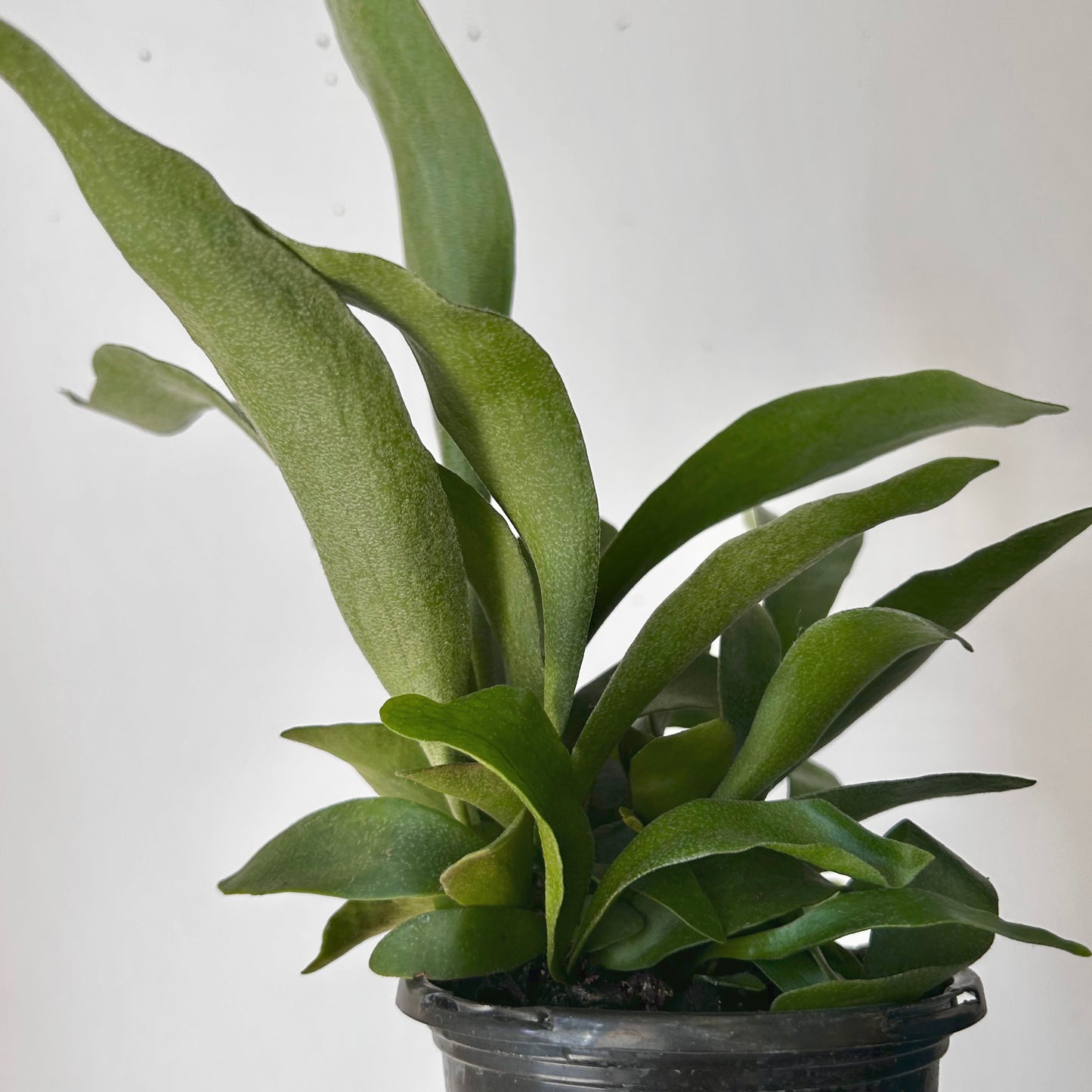 Staghorn Fern (Platycerium bifurcatum) 4” pot