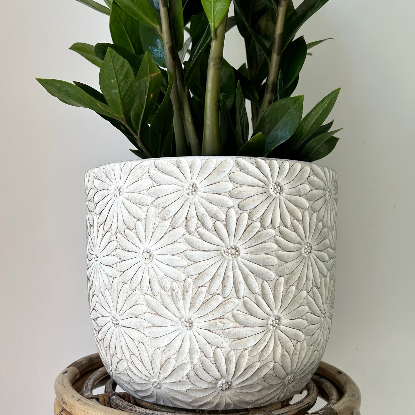 DAISY Large decorative cement pot (available in two sizes)
