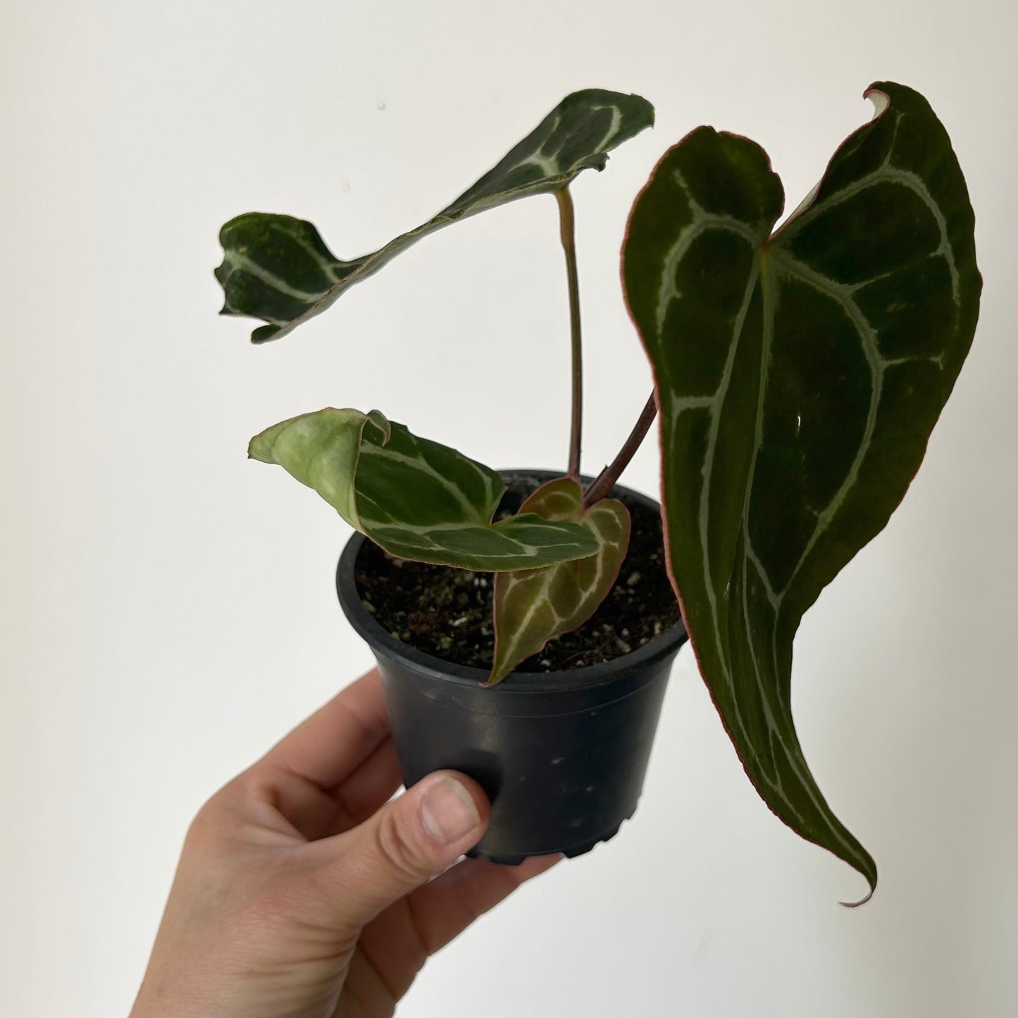 Anthurium crystallinum 3.5”pot