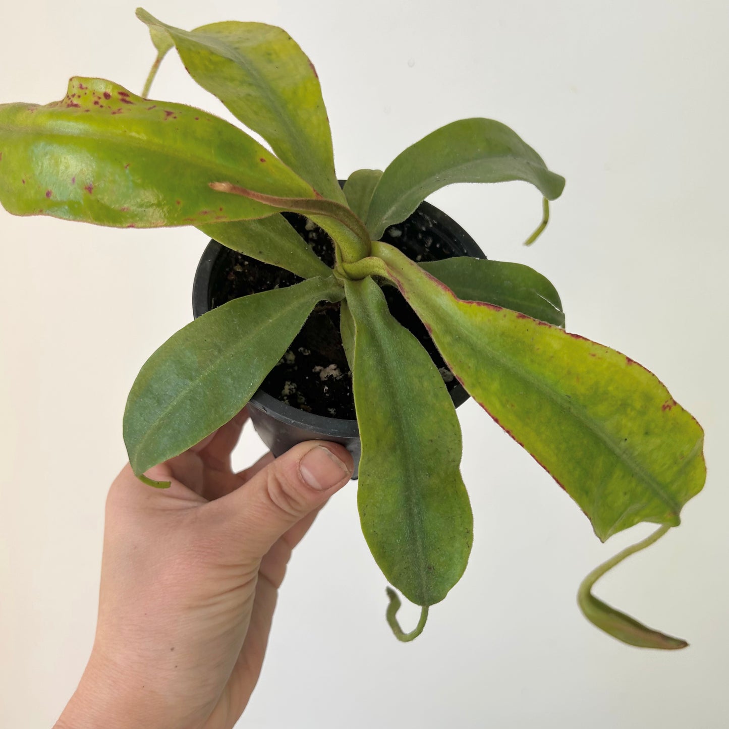 Nepenthes Dyeriana 3.5” pot
