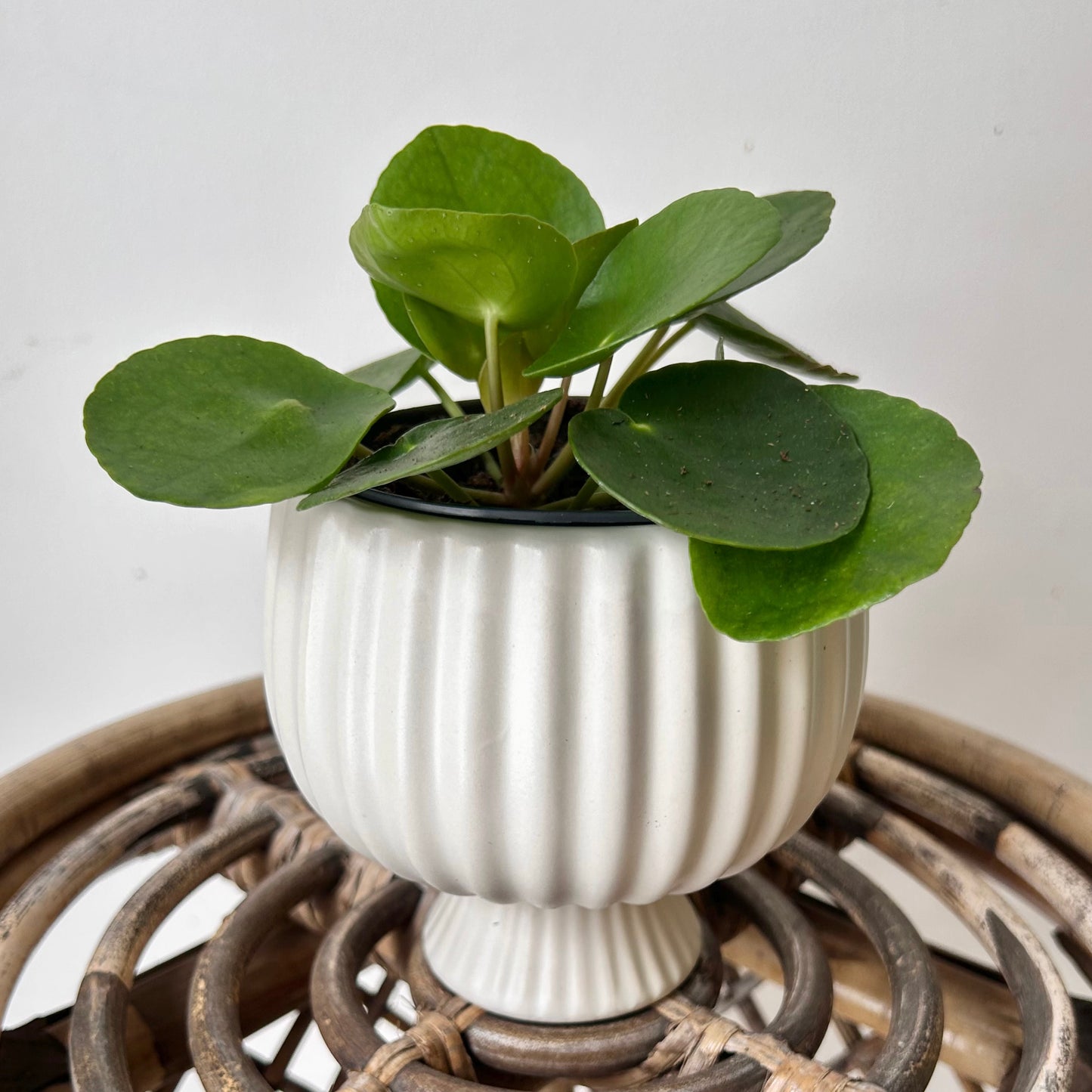 SONATA decorative compote planter (3.75”x4”) available in two colours