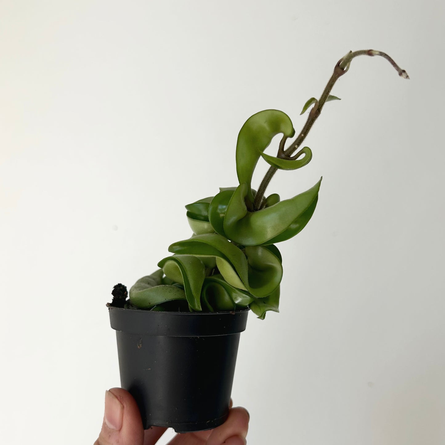 Rope Hoya (Carnosa compacta) 2.5”pot