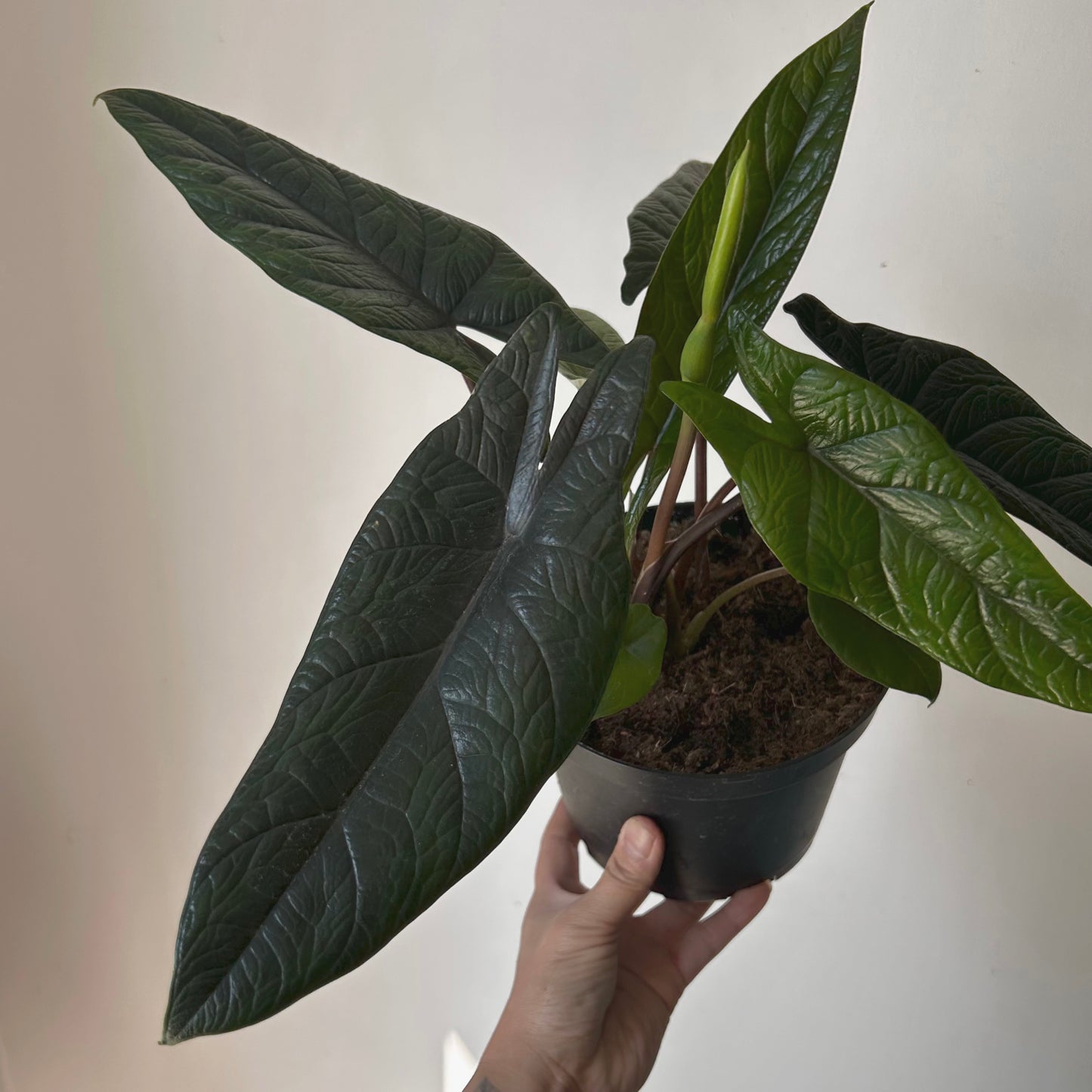 Alocasia scalprum 6” pot