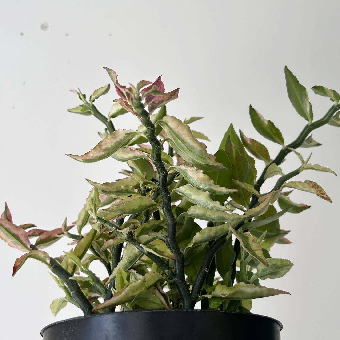 Variegated Devil’s Backbone Succulent (Euphorbia tithymaloides)