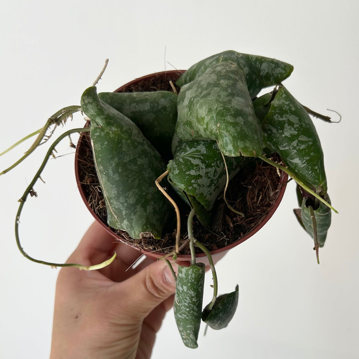 Hoya Imbricata 4”pot