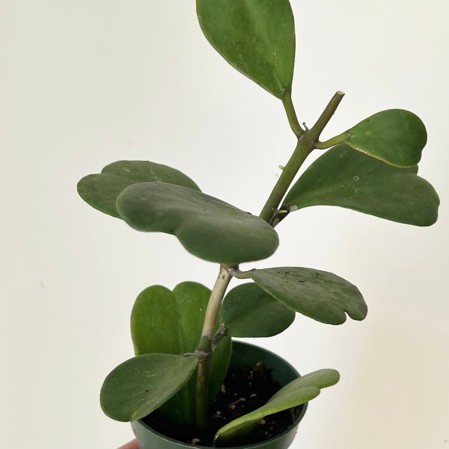 Sweetheart Hoya Vine (Kerrii) 4”pot