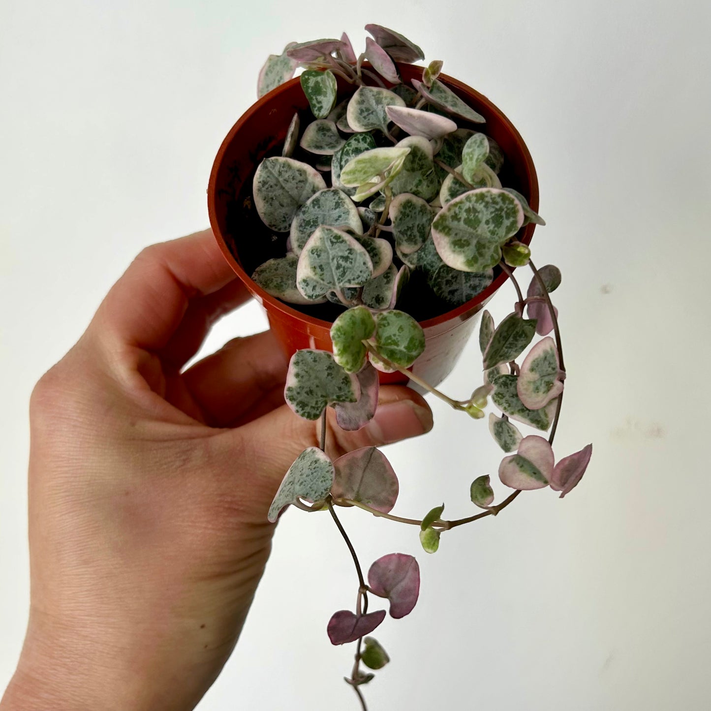 Variegated String of Hearts (Ceropegia woodii) 3”pot