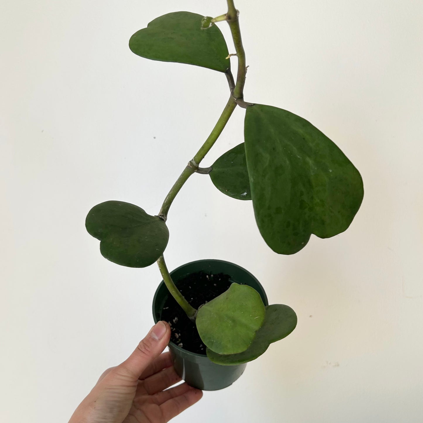 Sweetheart Hoya Vine (Kerrii) 4”pot