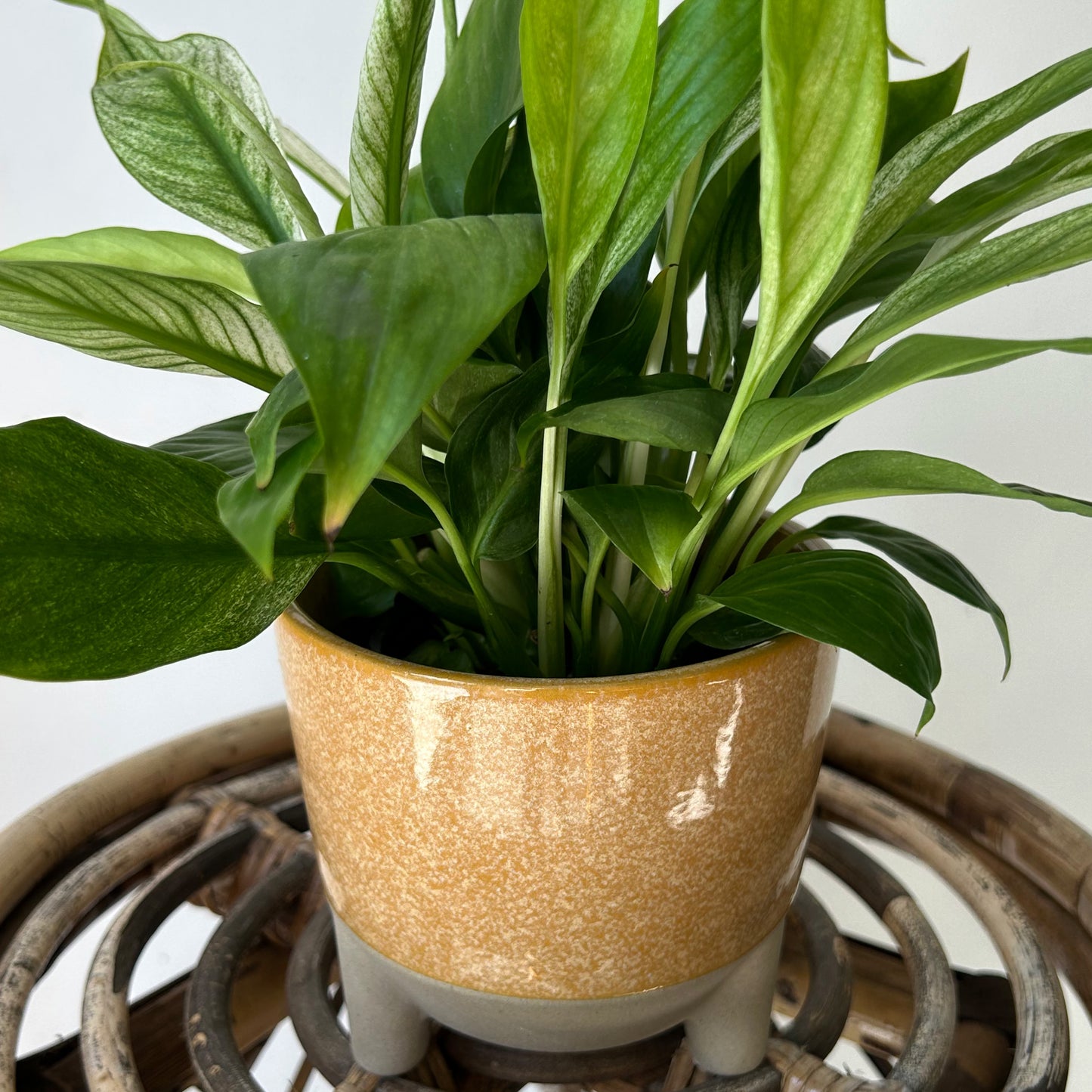 GEMMA Decorative Ceramic Footed Planter (4.5”x3.5”) SQUASH YELLOW
