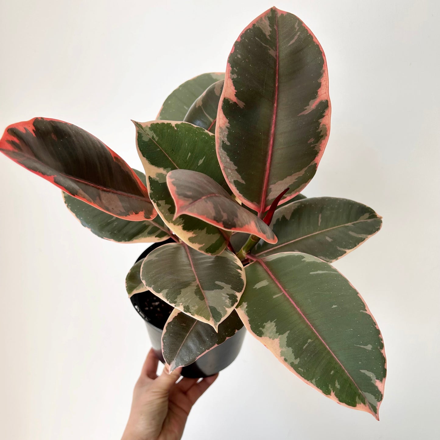 Ficus elastica "Ruby" 6” pot