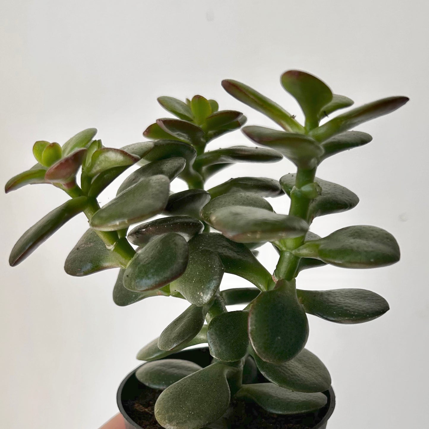 Jade Succulent (Crassula ovata Minima)2.5” pot